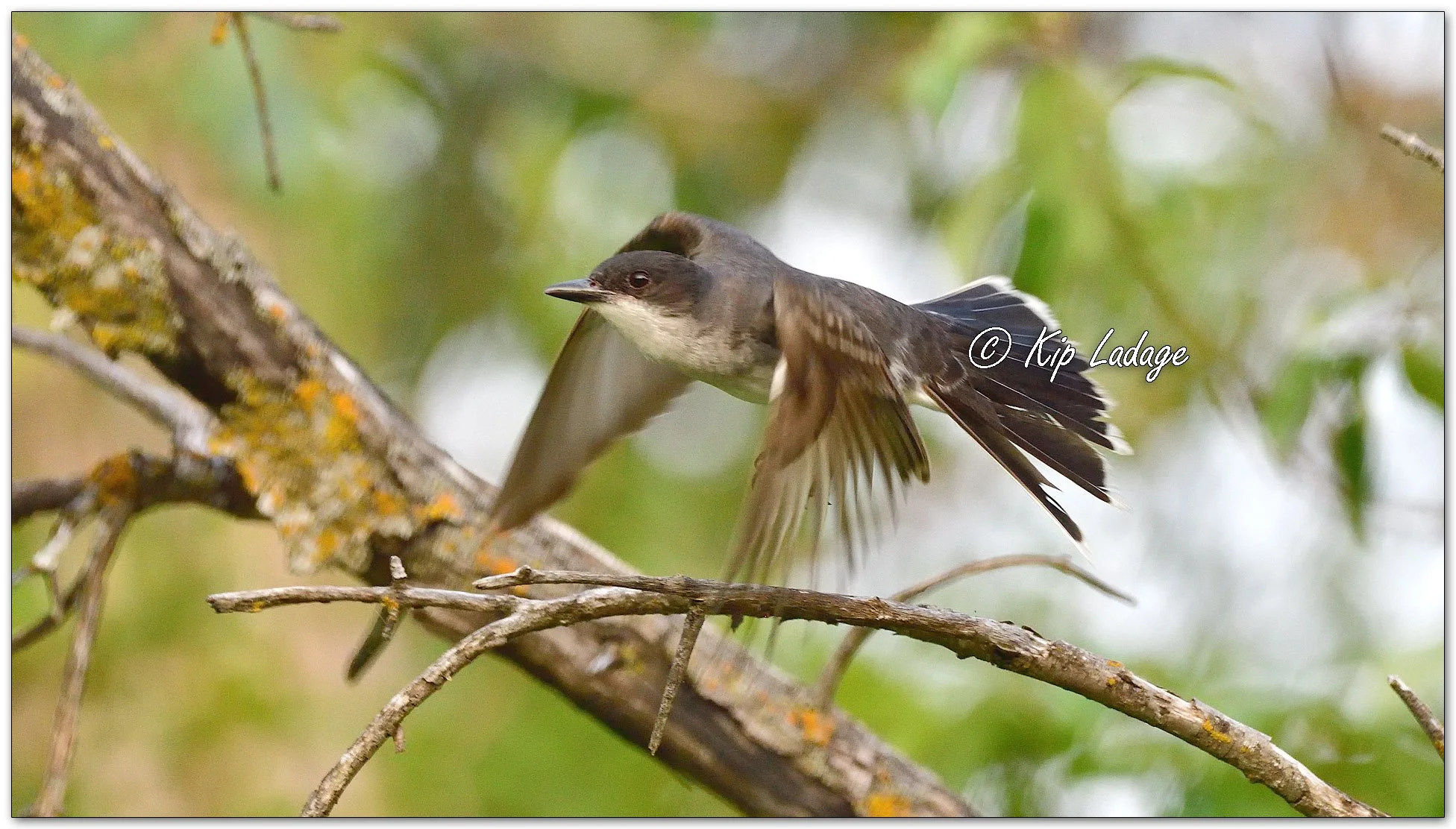 Eastern Kingbird Taking Flight - Image 1125068