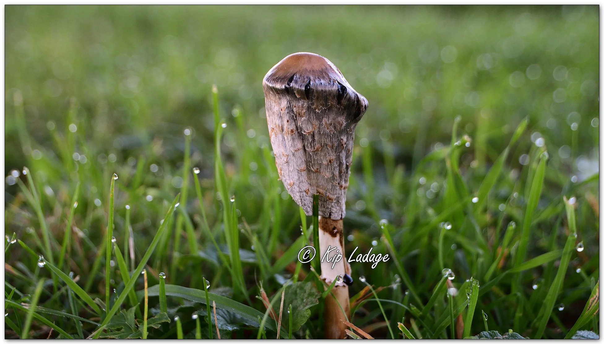 Decaying Shaggy Mane (ink Cap) - Image 1159056