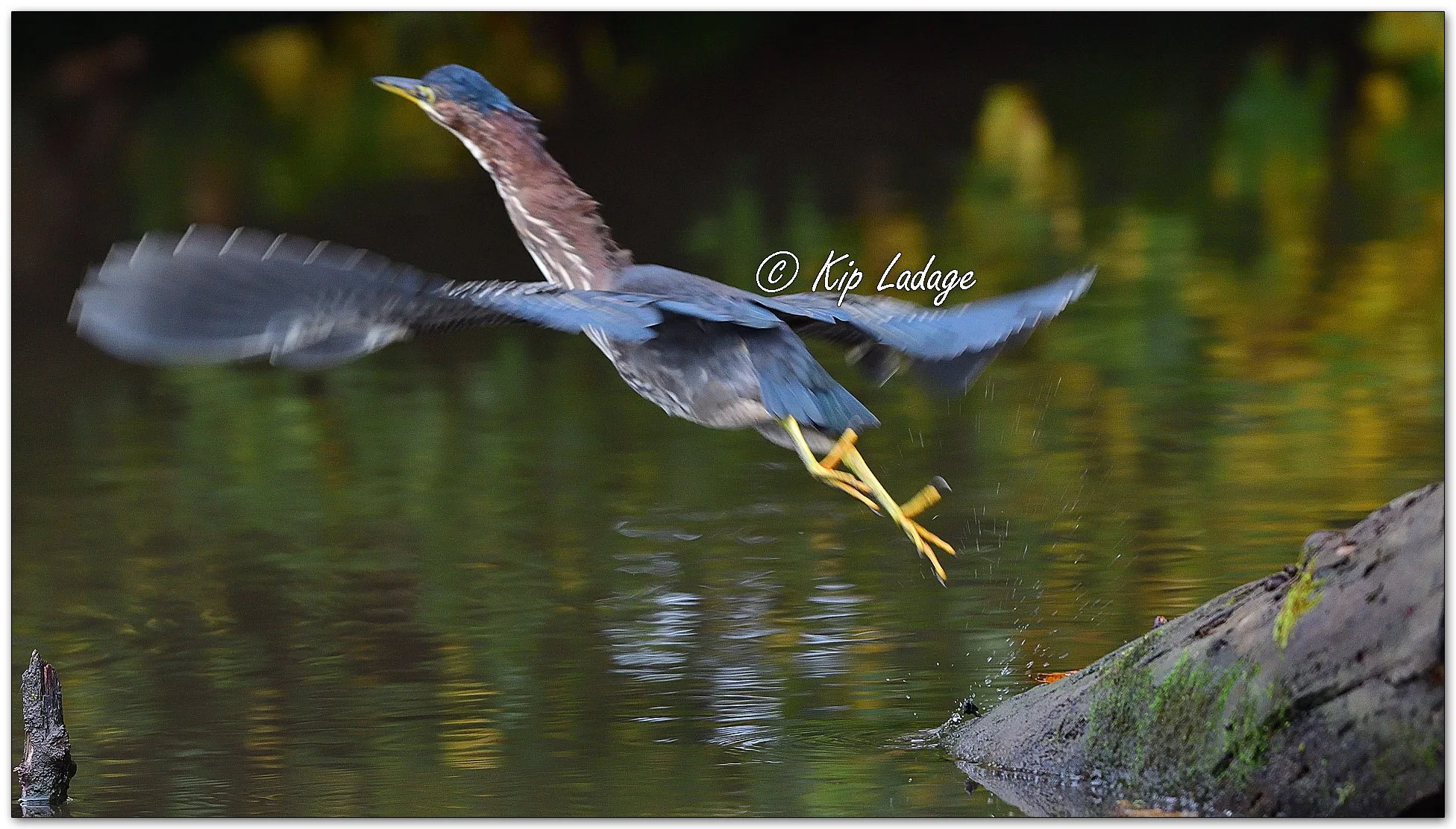 Green Heron - Image 1157774