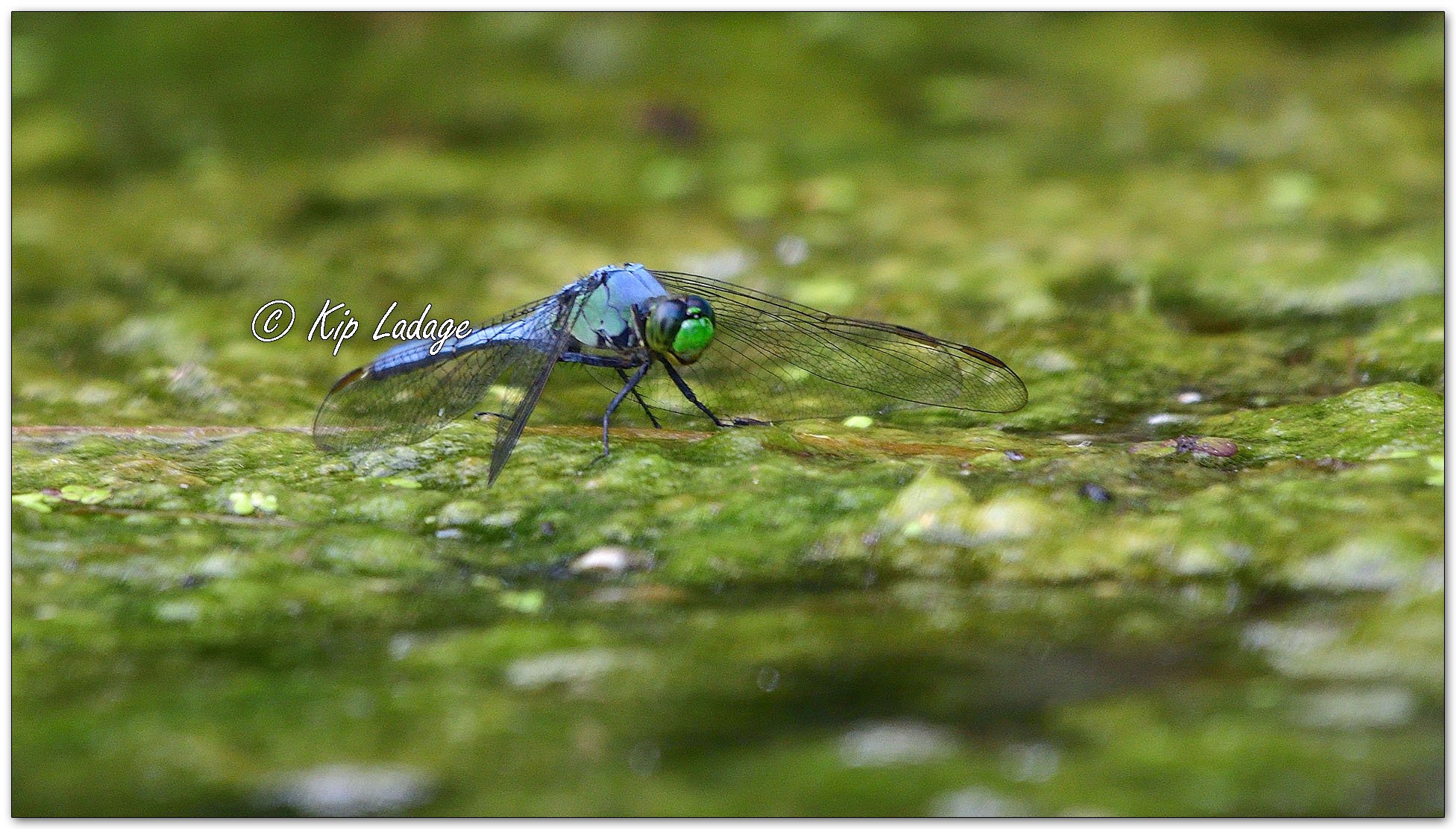 Eastern Pondhawk Dragonfly - Image 1114753