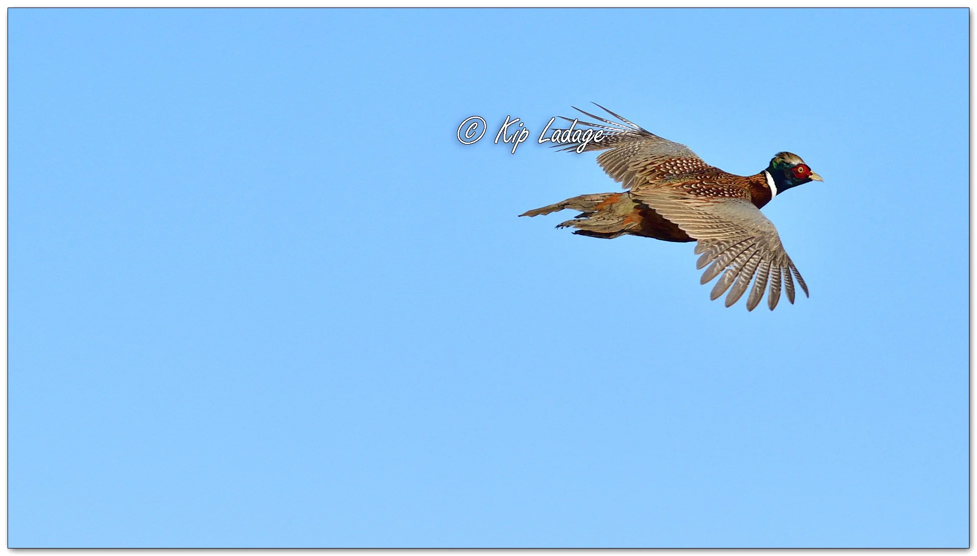 Rooster Ring-necked Pheasant - Image 1051068