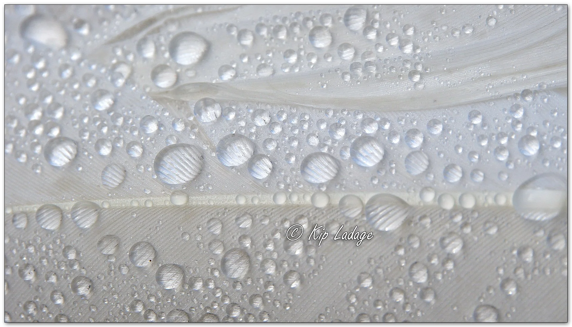 Raindrops on Trumpeter Swan Feather - Image 1085131