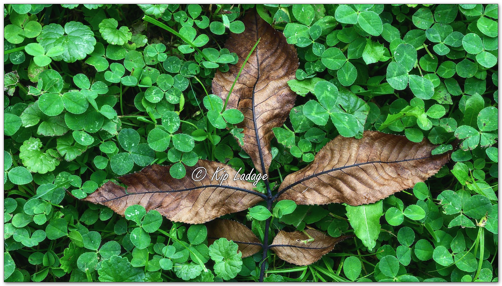 Hickory Leaves on Clover - Image 1142720