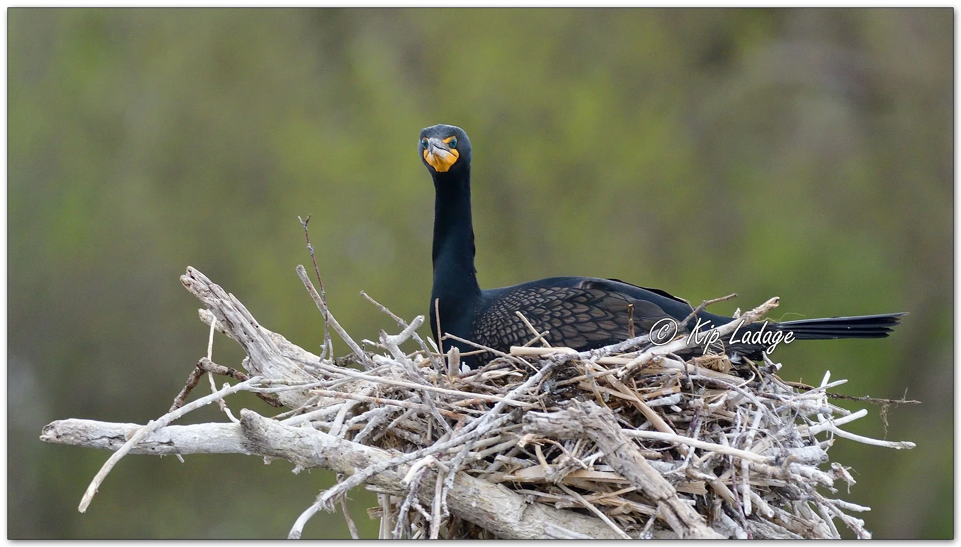 Double-crested Cormorants - Image 1095773