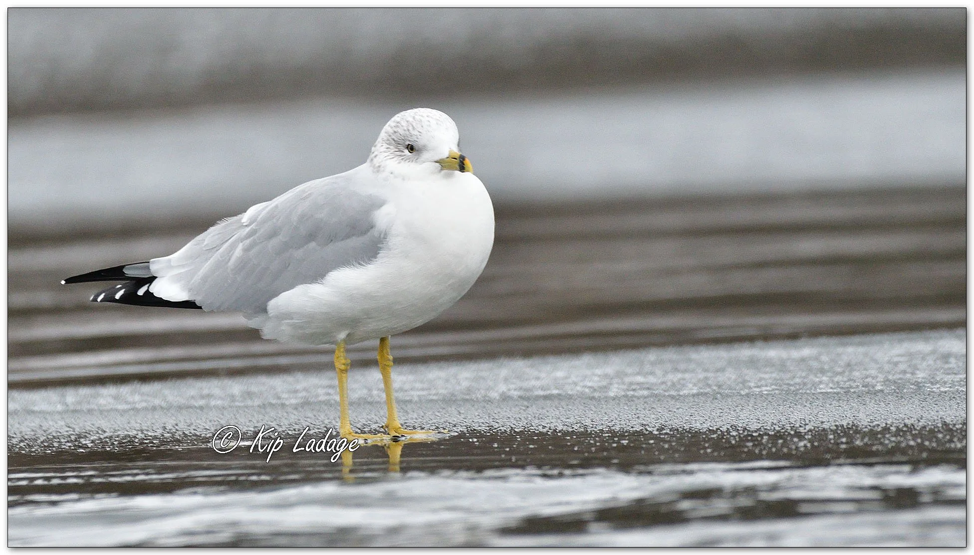 Ring-billed Gull on Ice - Image 1047507