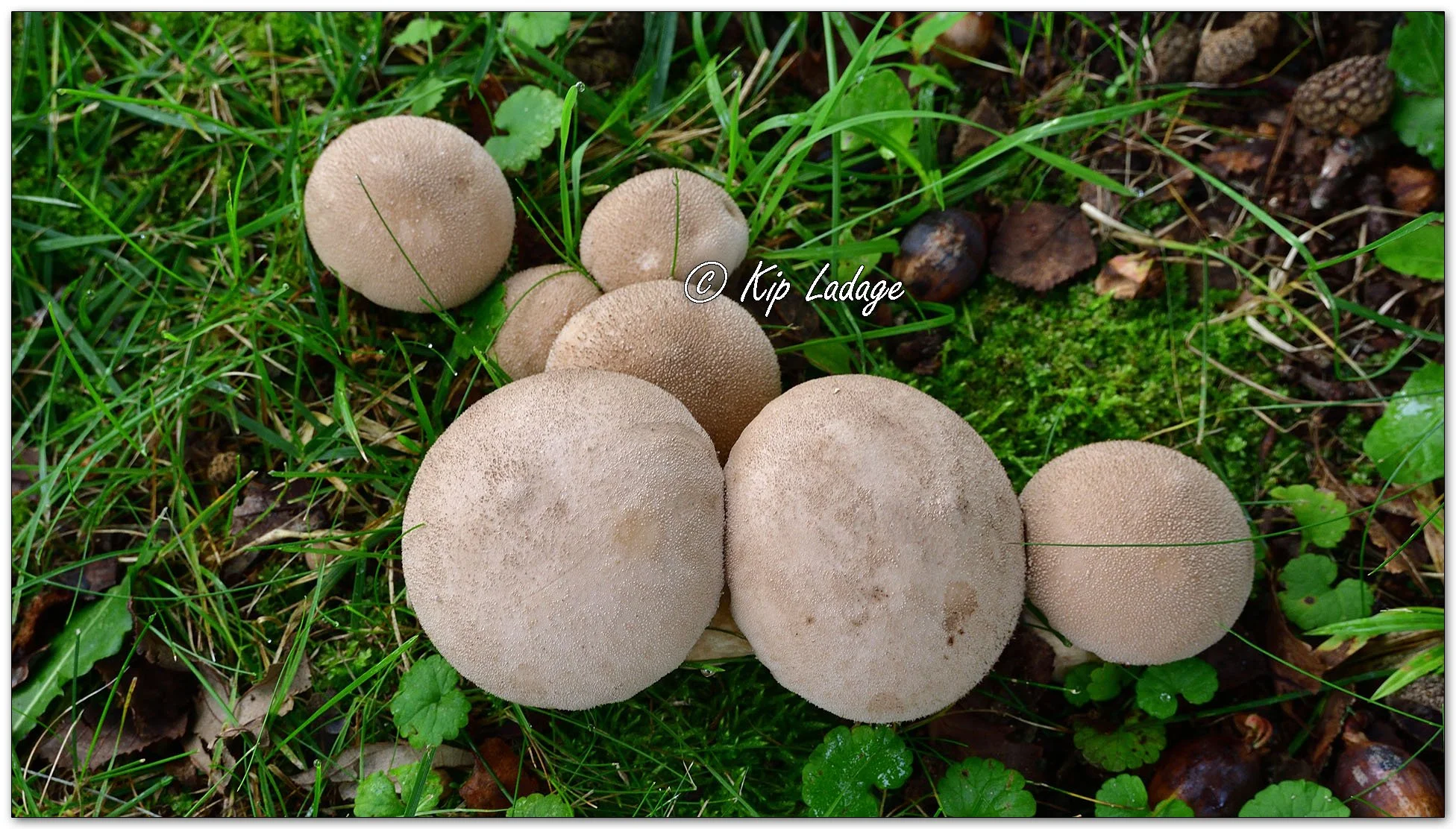 Puffballs - Image 1153802