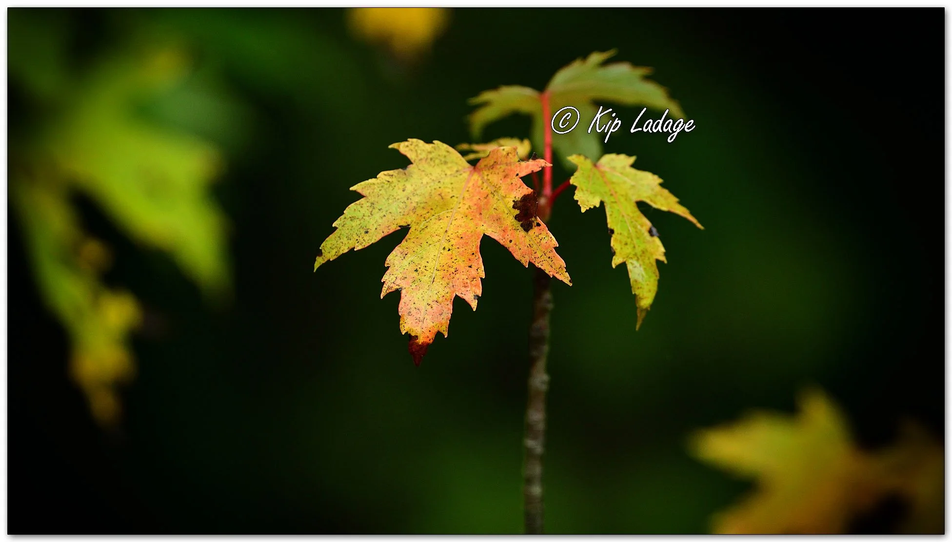 Early Autumn Maple Leaves in Rain - Image 1152109