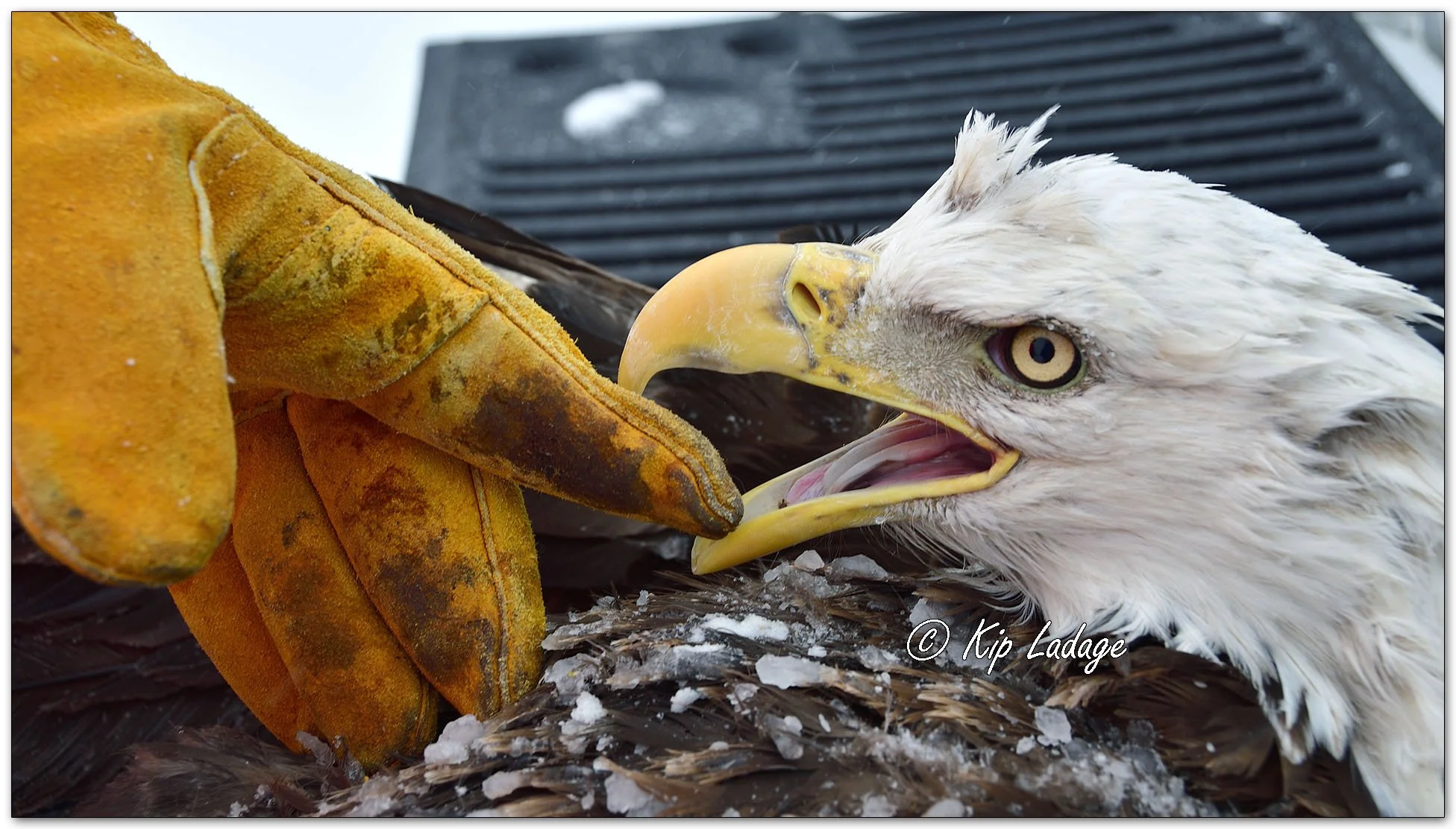 Injured Bald Eagle - Image 1057802