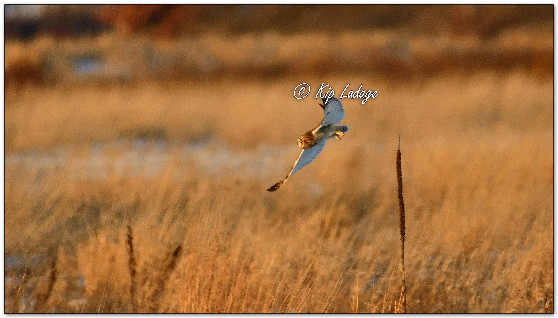 Short-eared Owl - Image 1049521