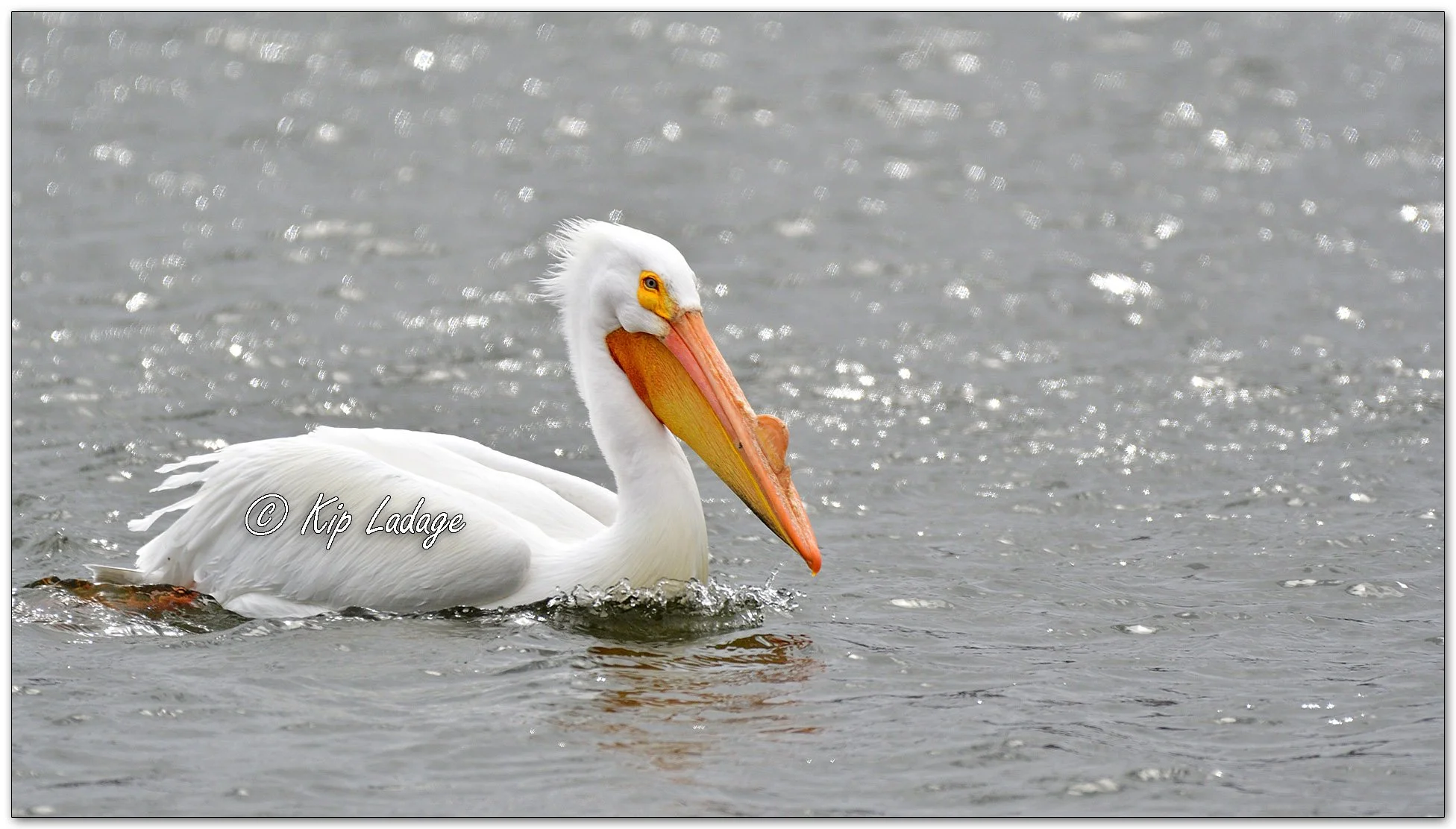 American White Pelican - Image 1076924