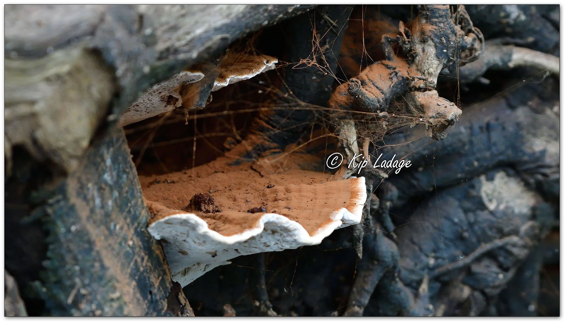Artist's Conk - Image 1142233