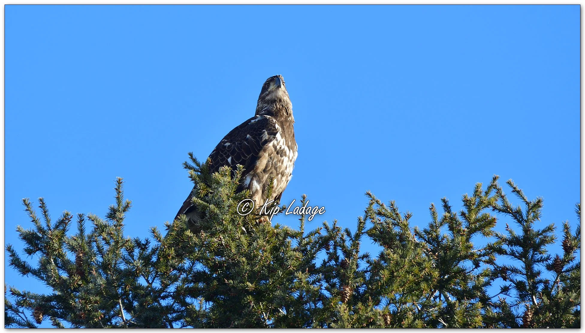 Young Bald Eagle - Image 1062229