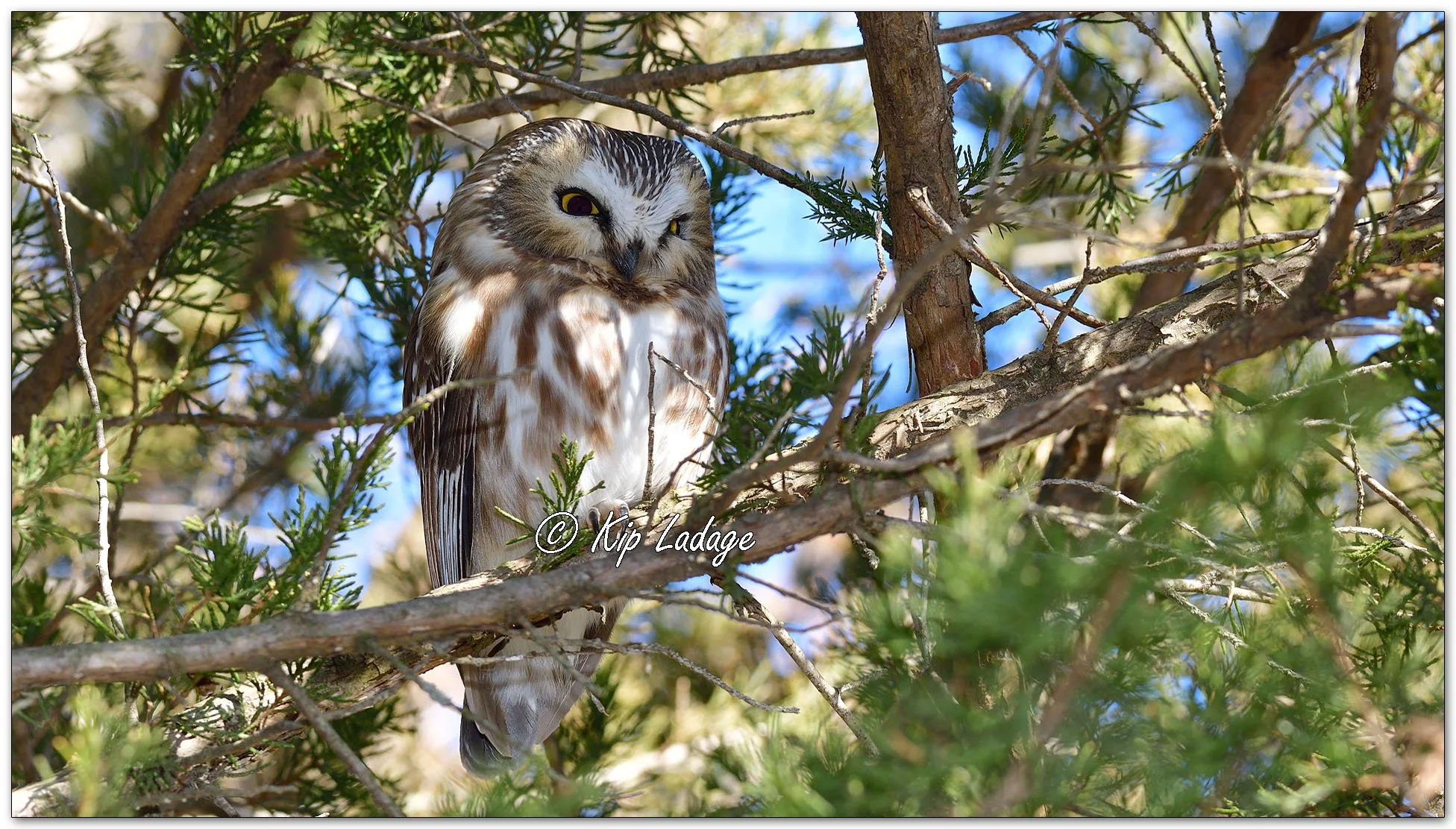Saw-whet Owl - Image 1054068