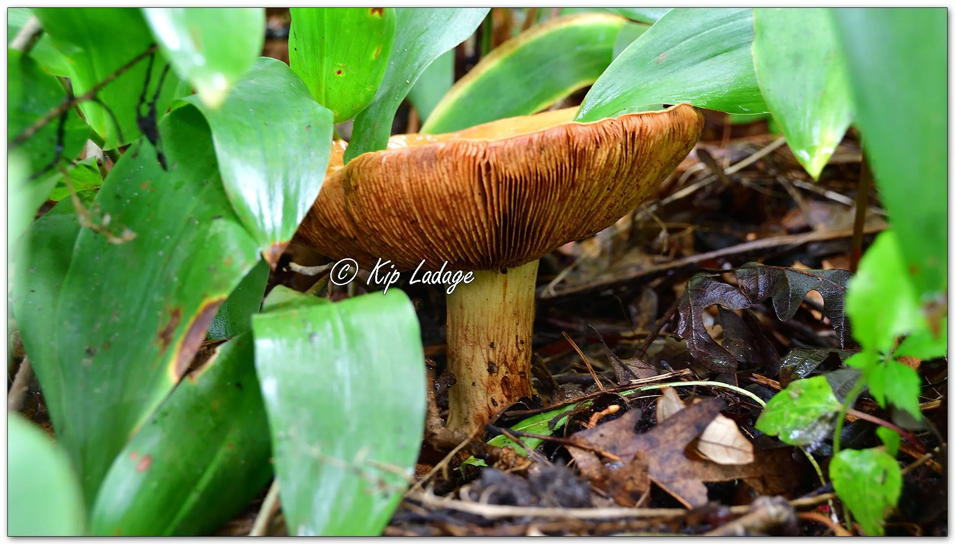 Golden Orange Tricholoma - image 1154570