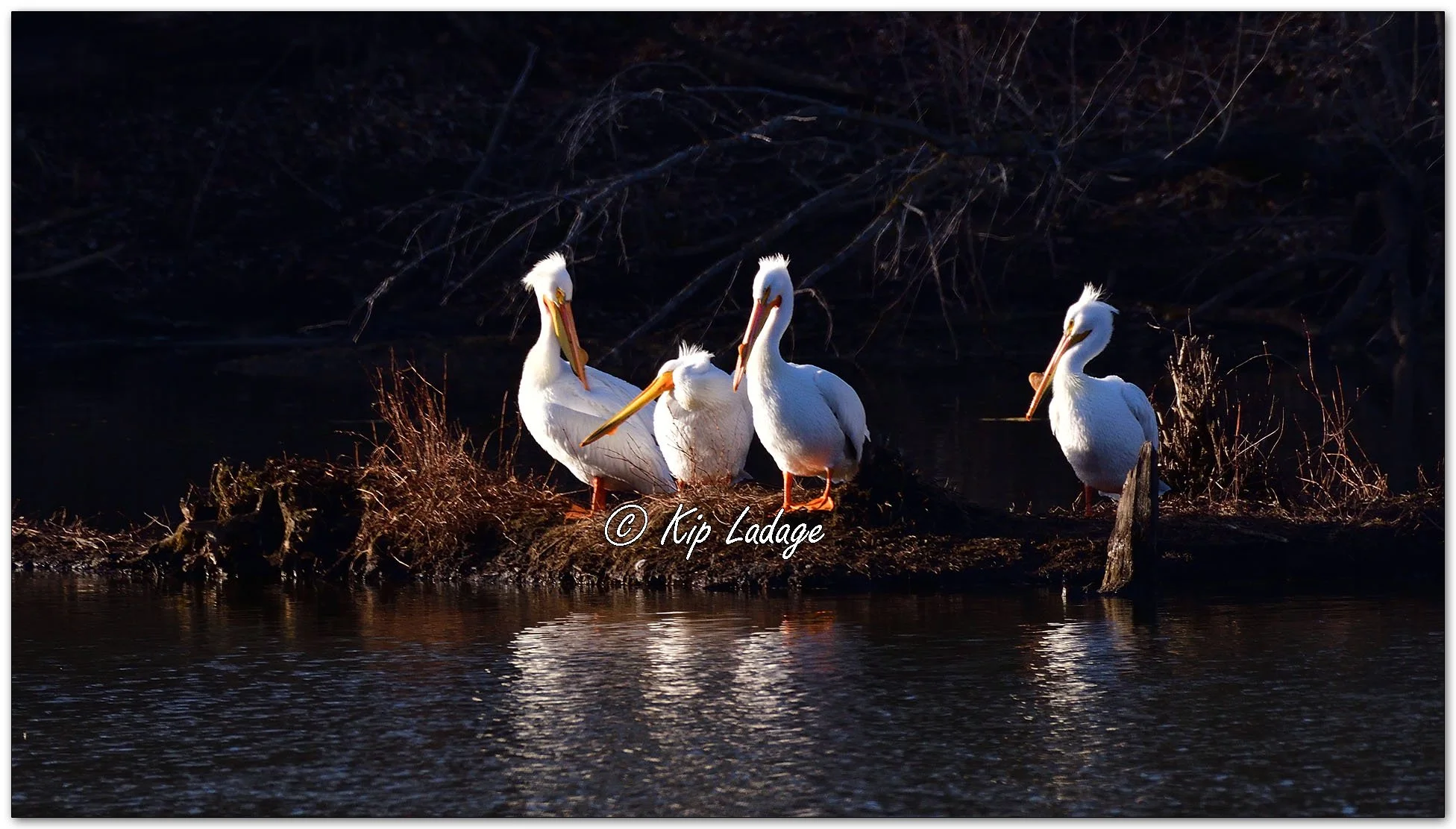 American White Pelicans - Image 1075730