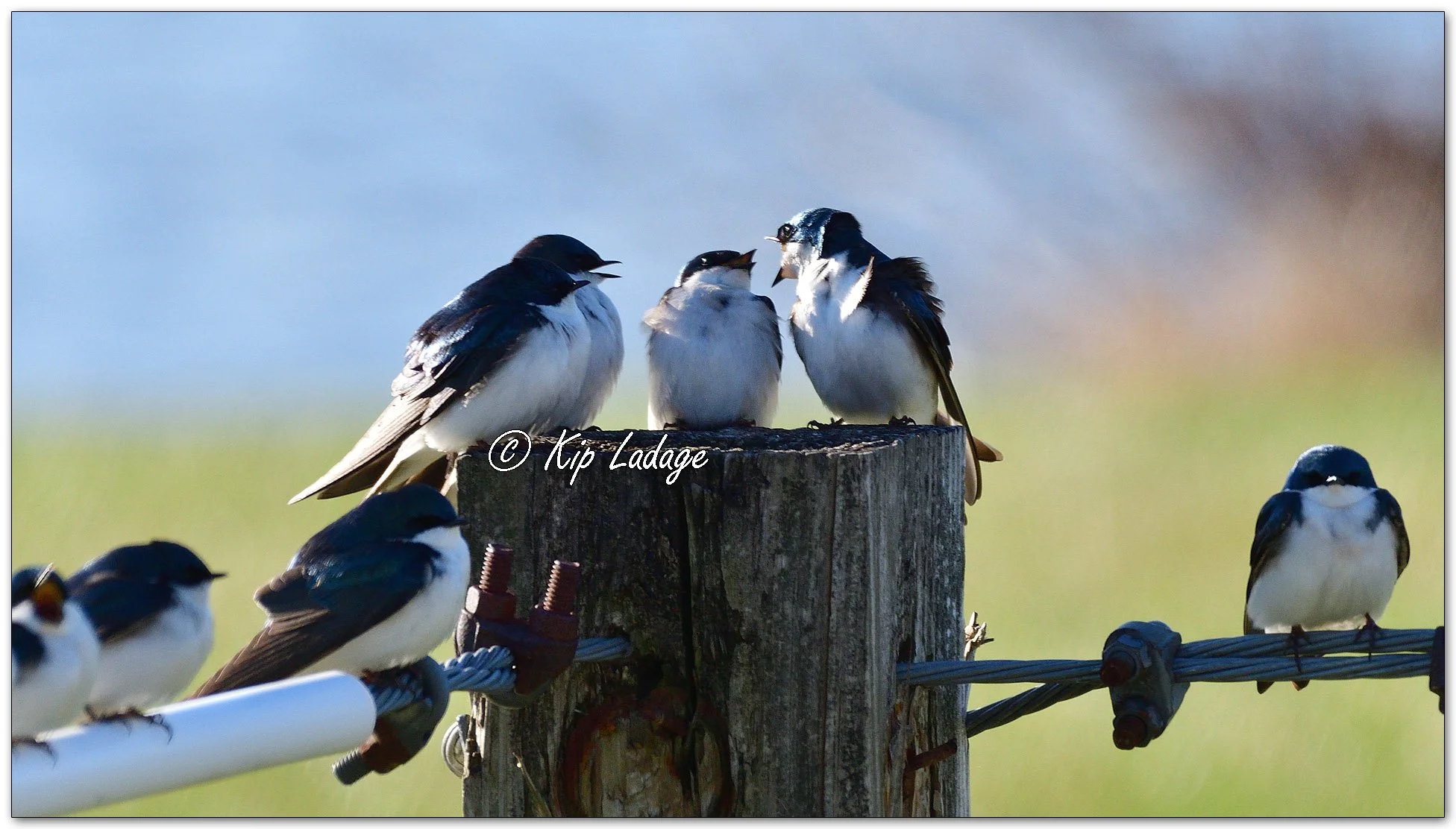 Tree Swallows - Image 1083666