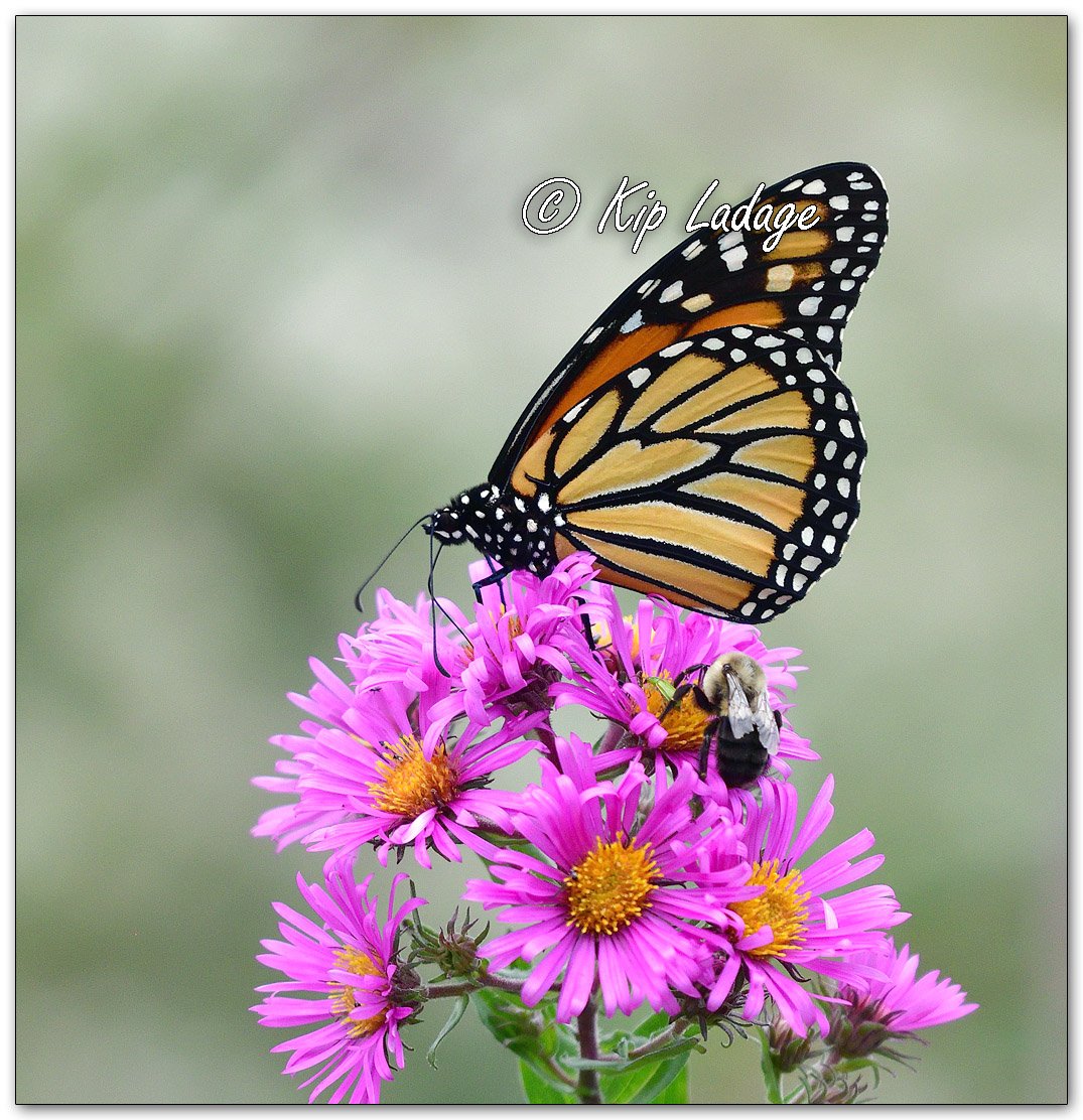 Monarch Butterfly on New England Aster - Image 1151184