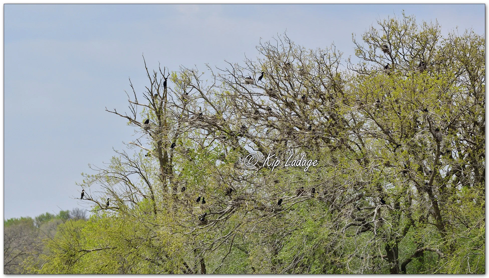 Double-crested Cormorants - Image 1095682