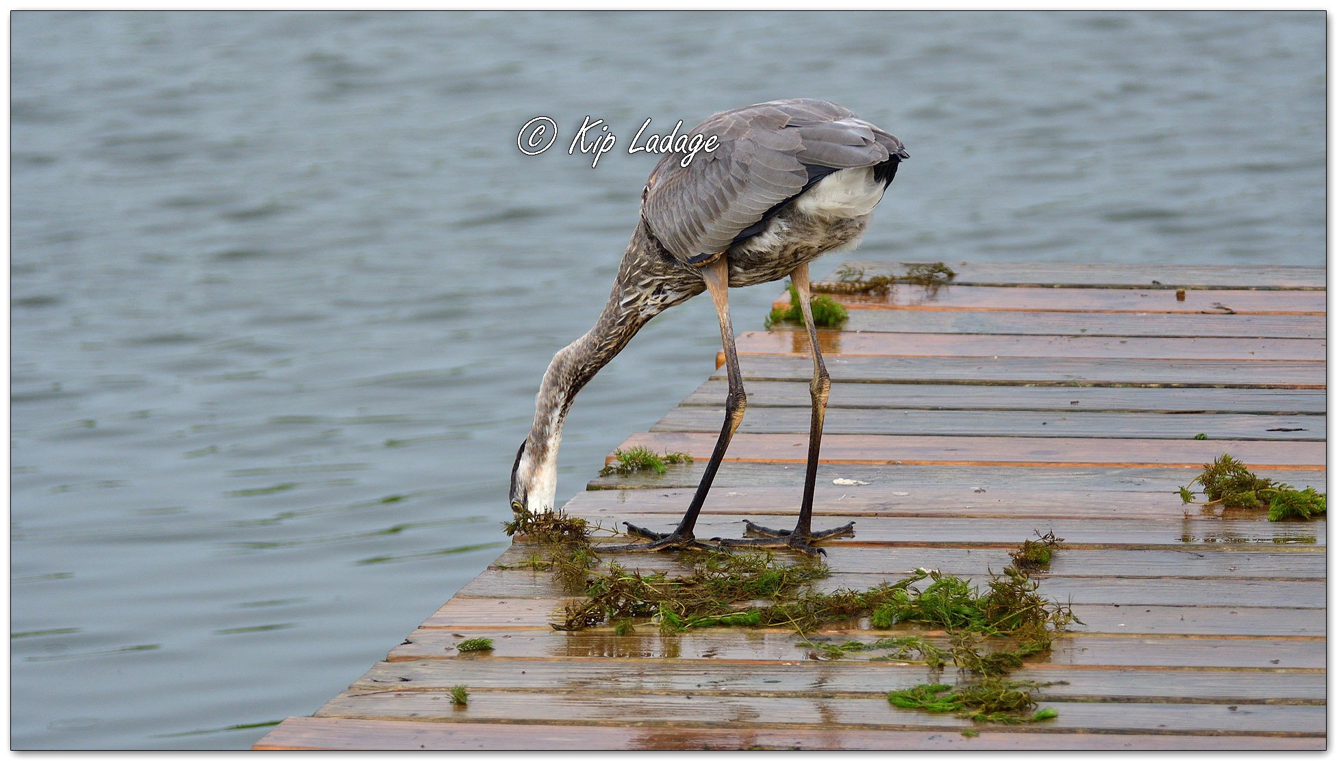 Great Blue Heron - Close - Image 1141443