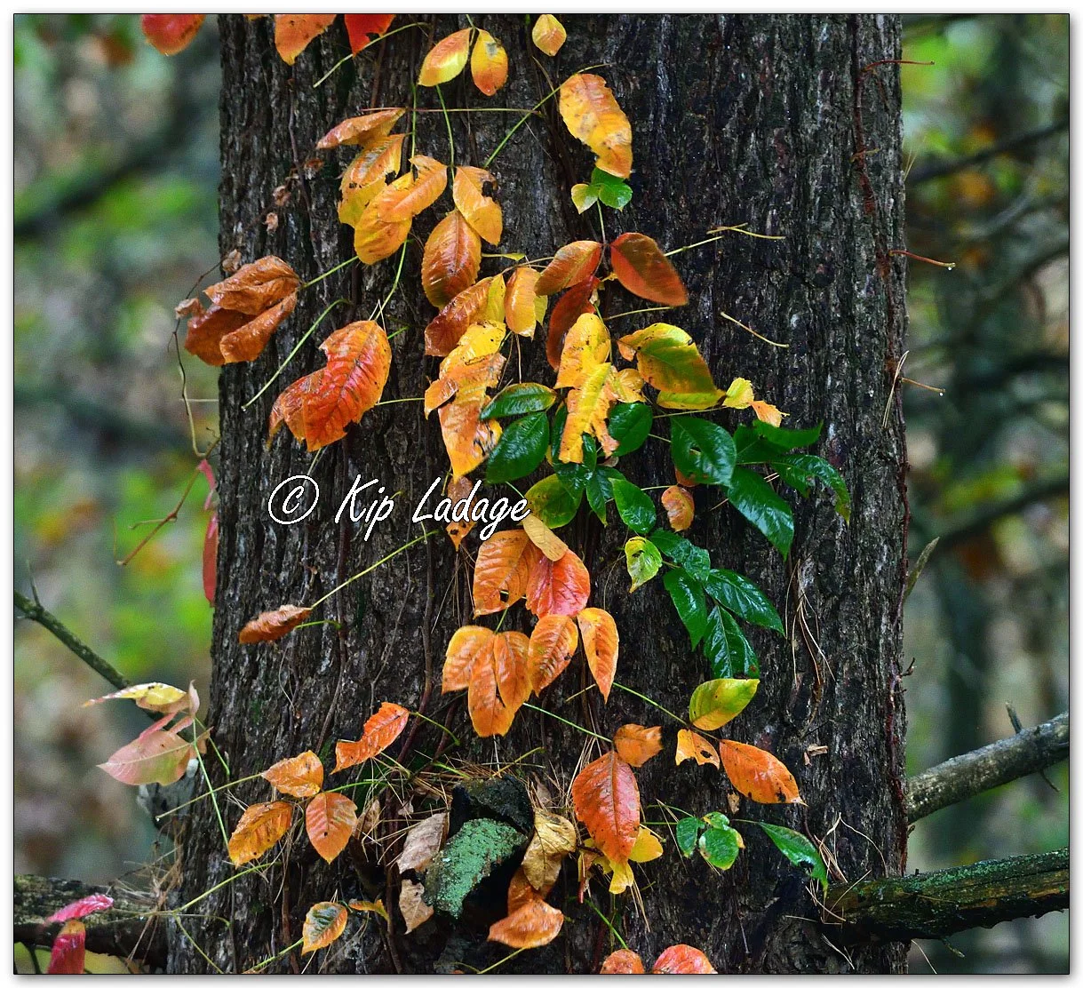 Poison Ivy in Rain - Image 1163923