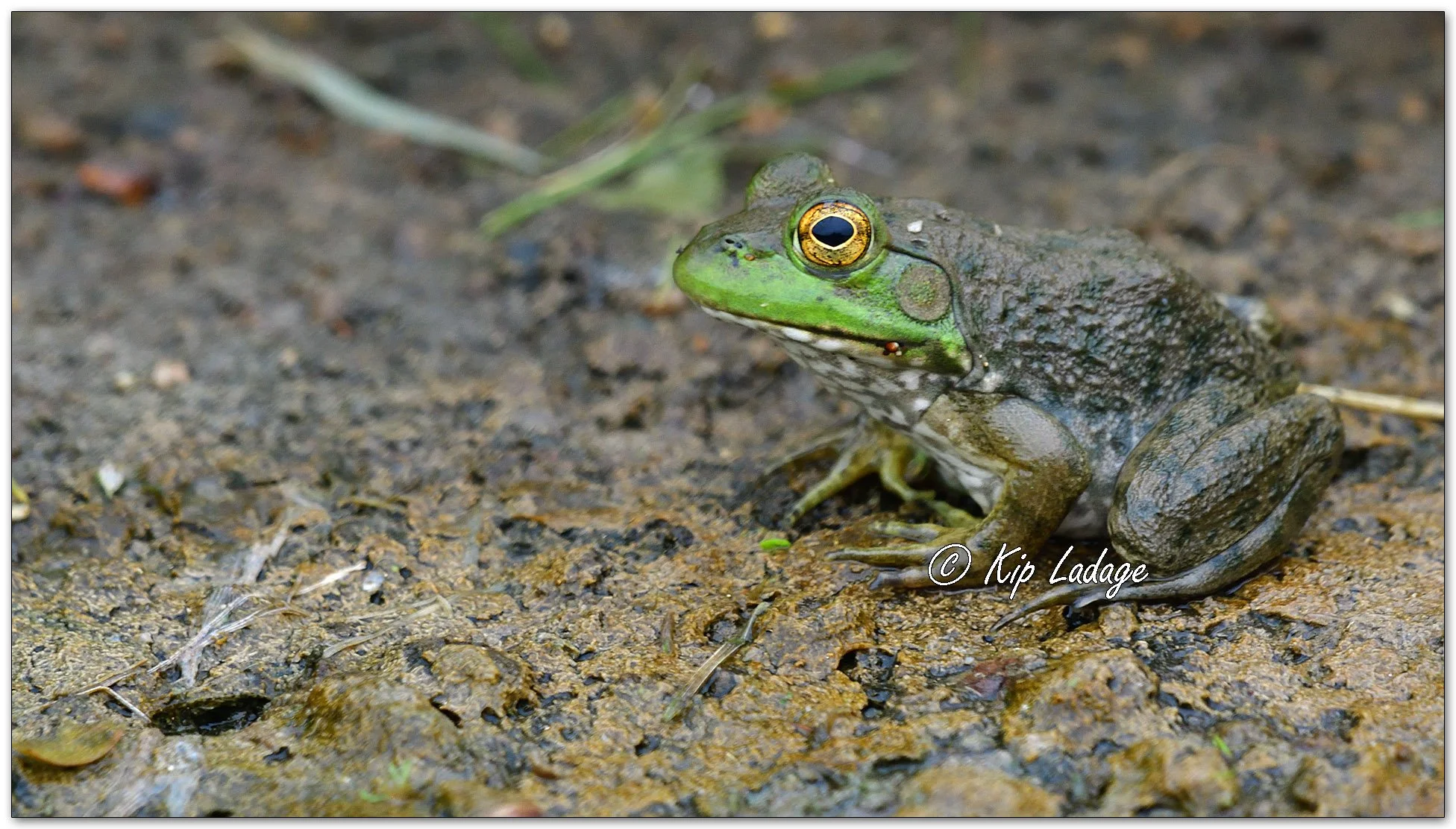 Bullfrog - Image 1150211