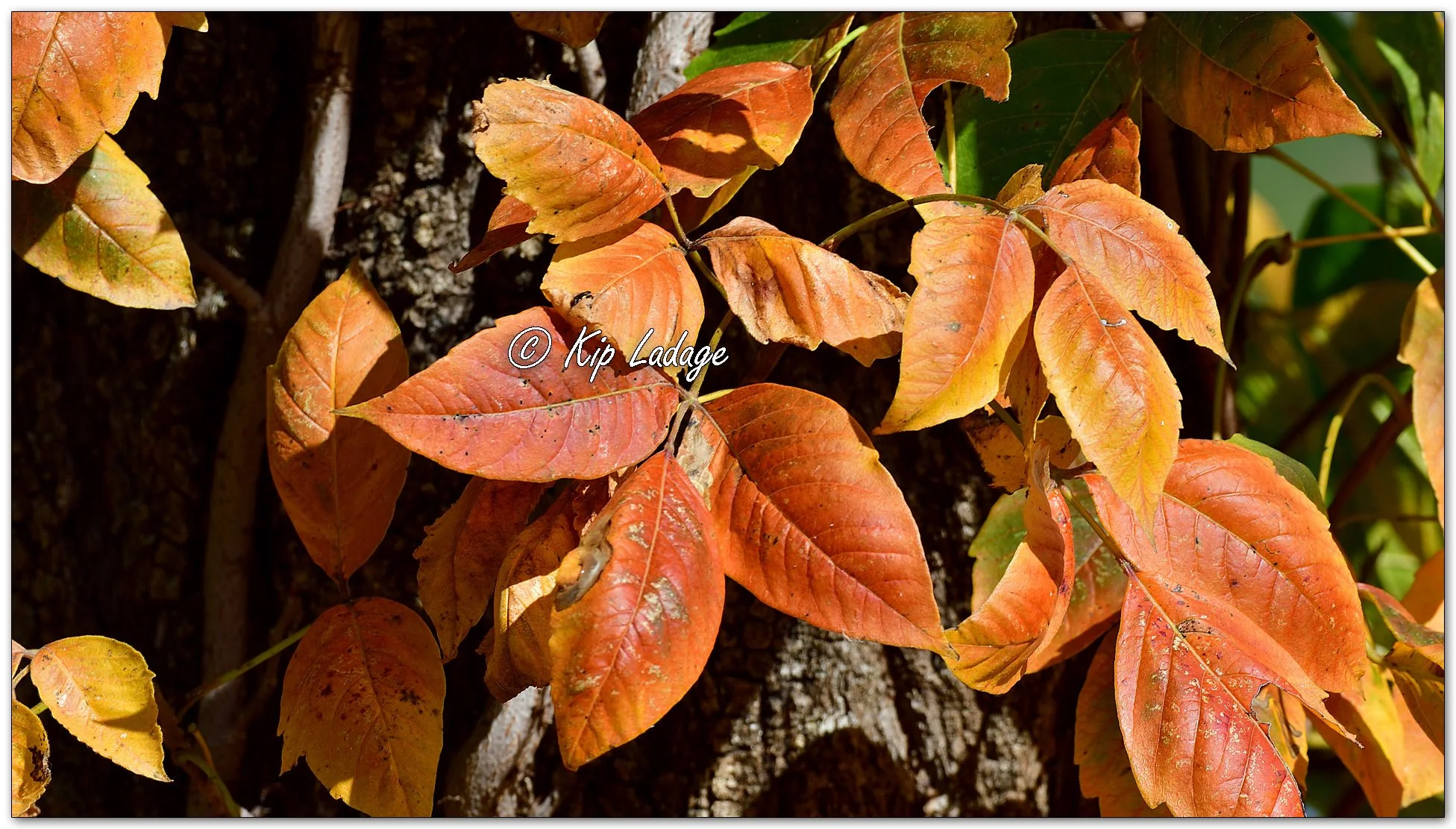 Autumn Poison Ivy - Image 1161147