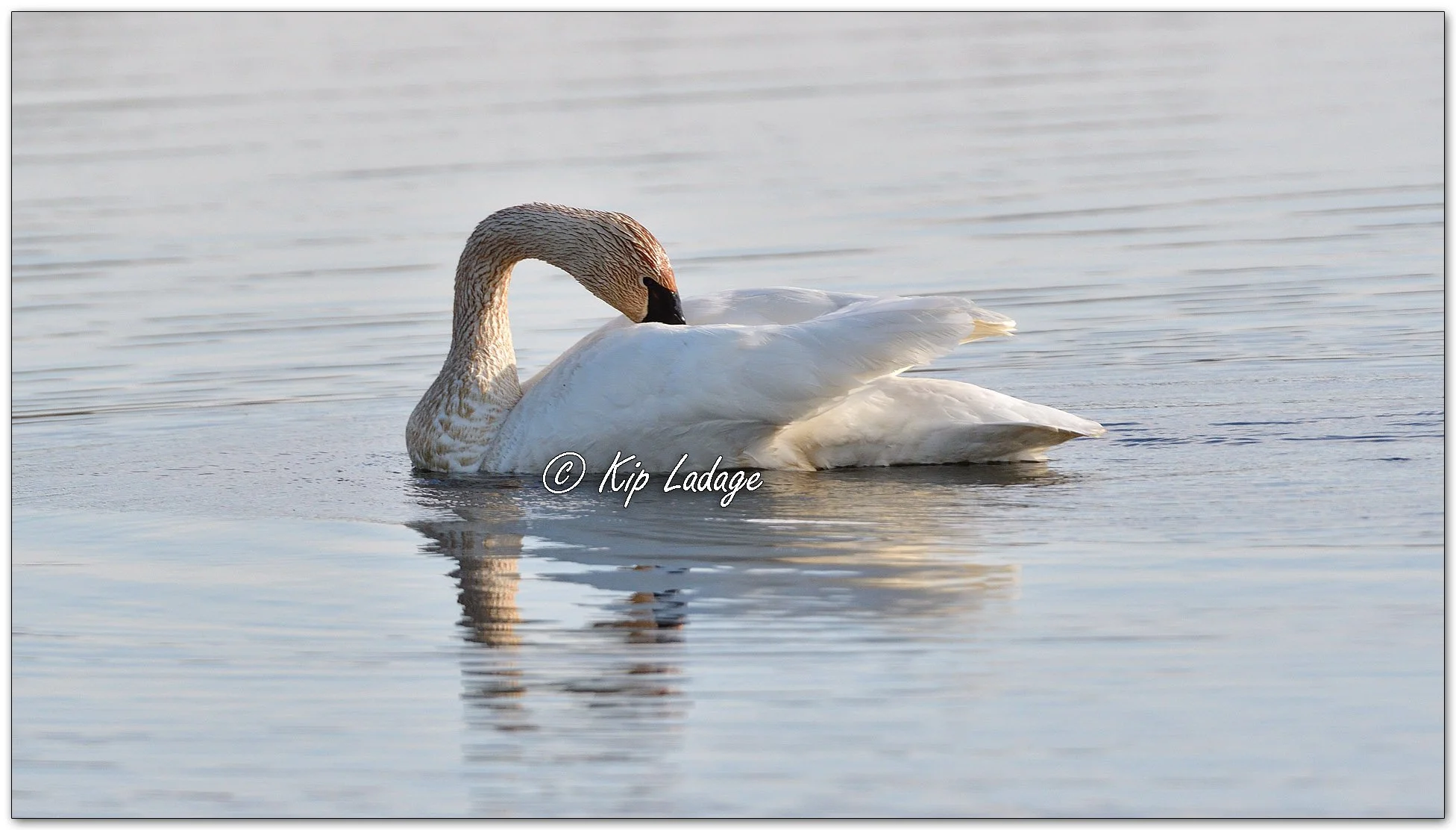 Trumpeter Swan - Image 1087545