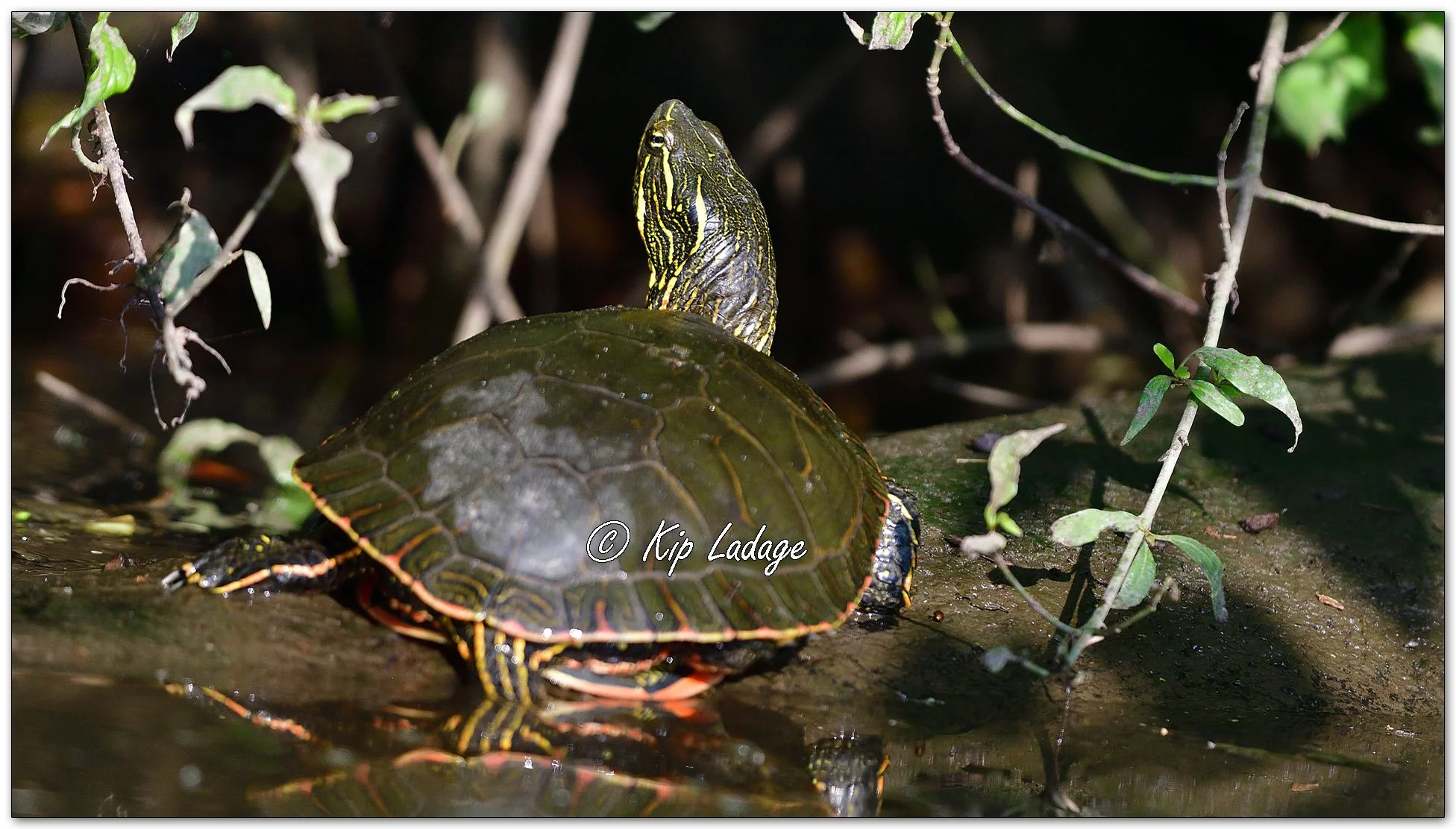 Painted Turtle - Image 1127906