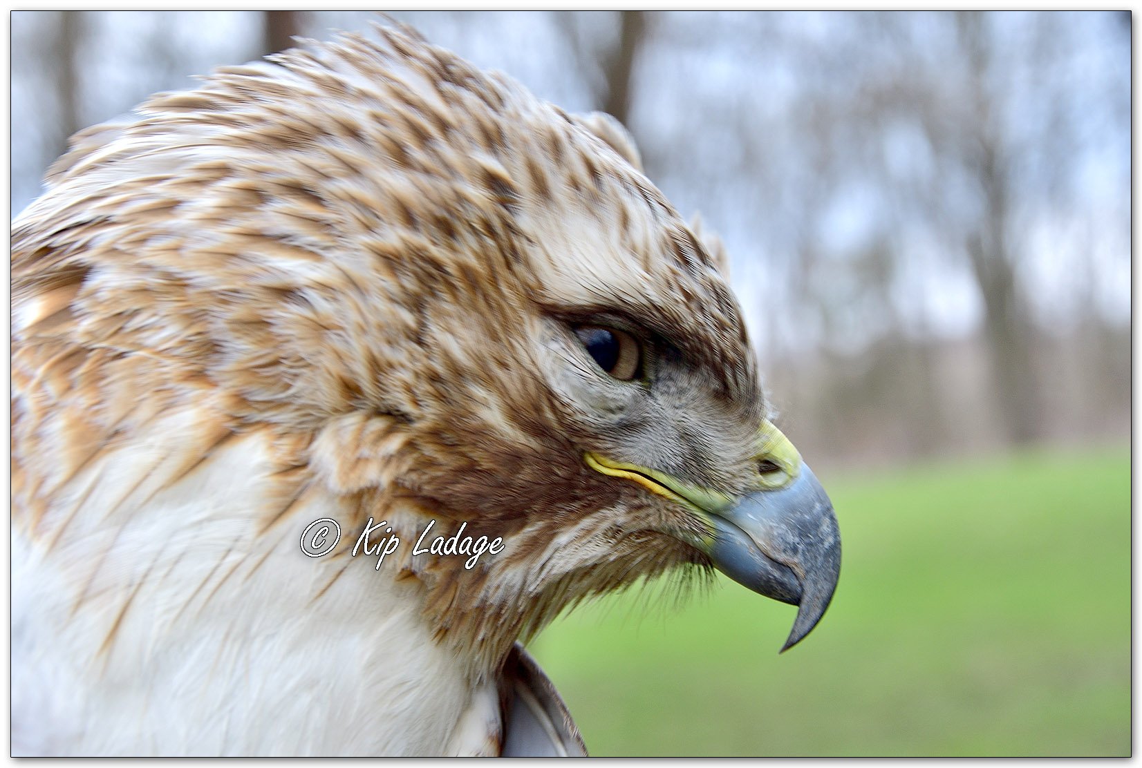 Red-tailed Hawk - Image 1084668