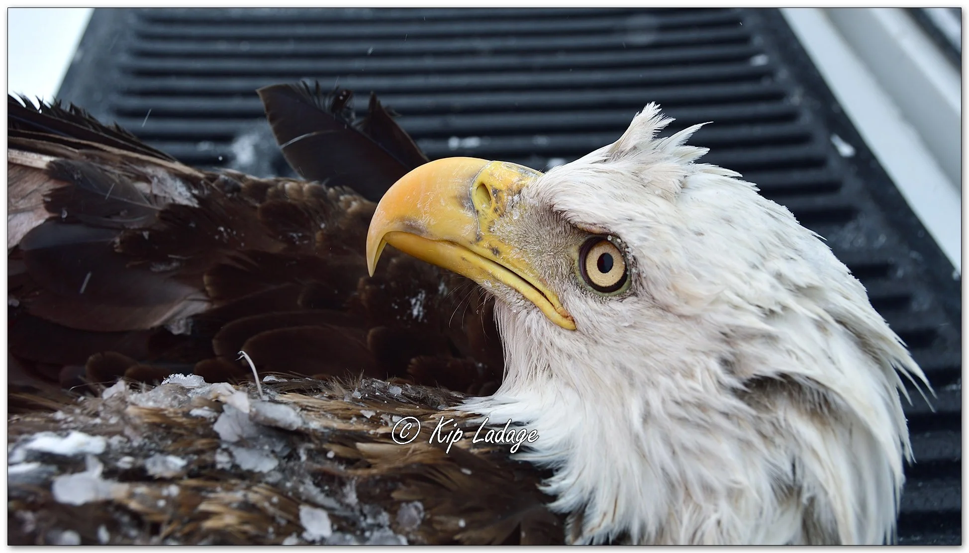 Injured Bald Eagle - Image 1057801