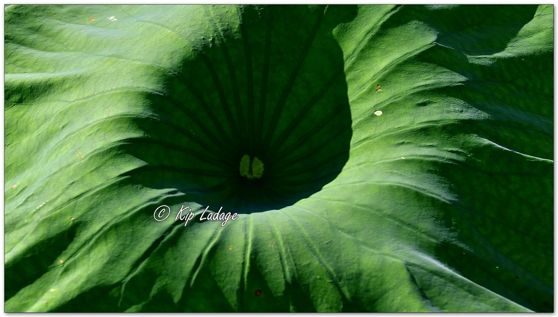 American Lotus - Image 1137976