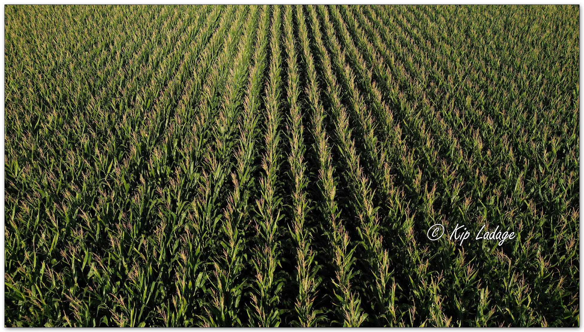 Corn Field Aerial - Image 1141510