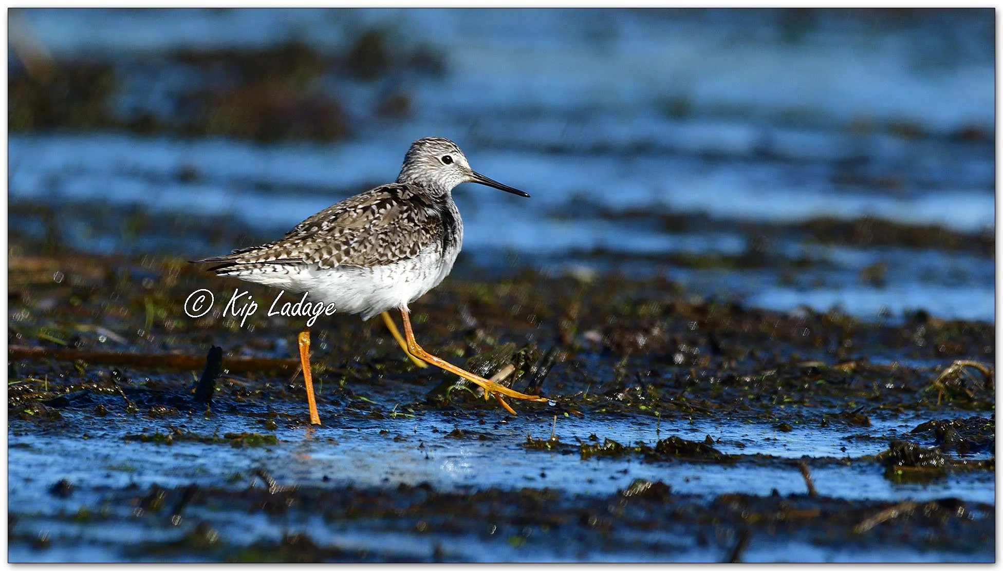 Lesser Yellowlegs - Image 1092743