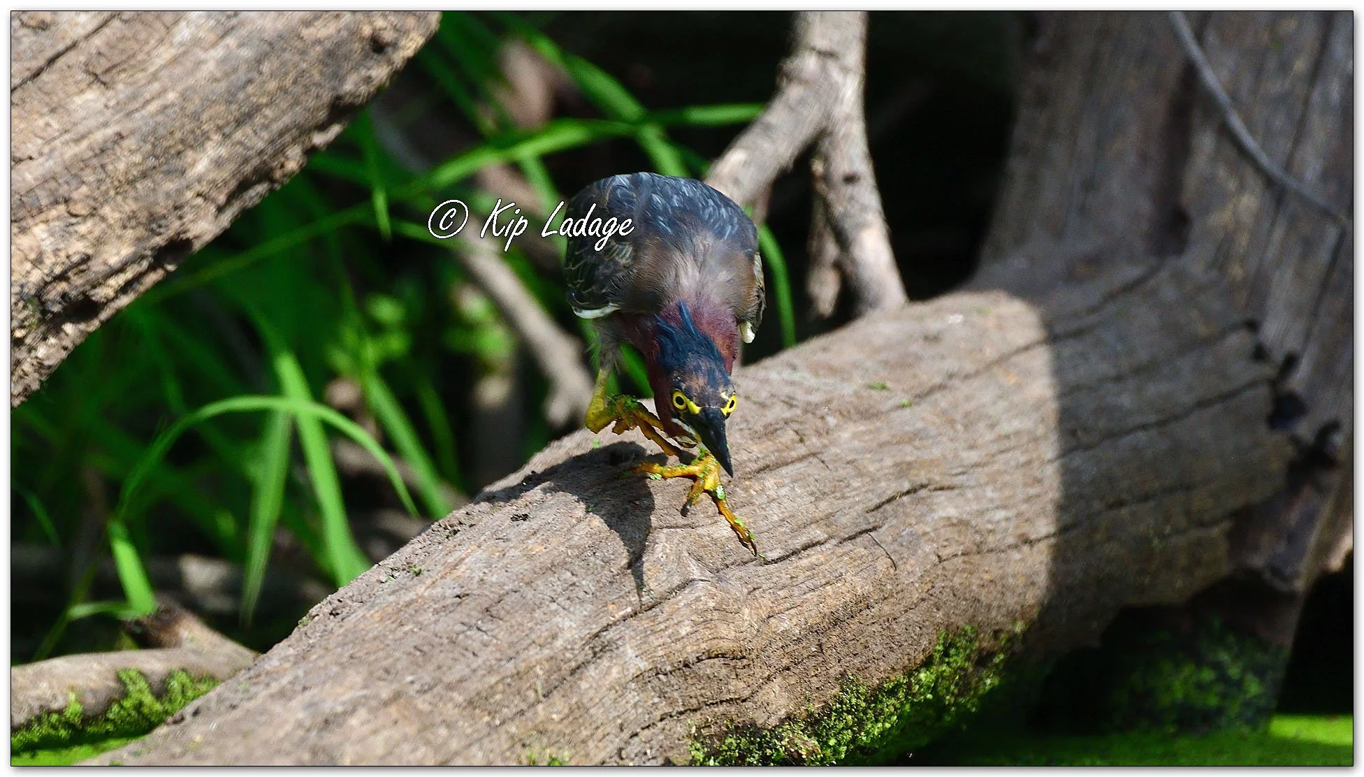 Green Heron - Image 1128930