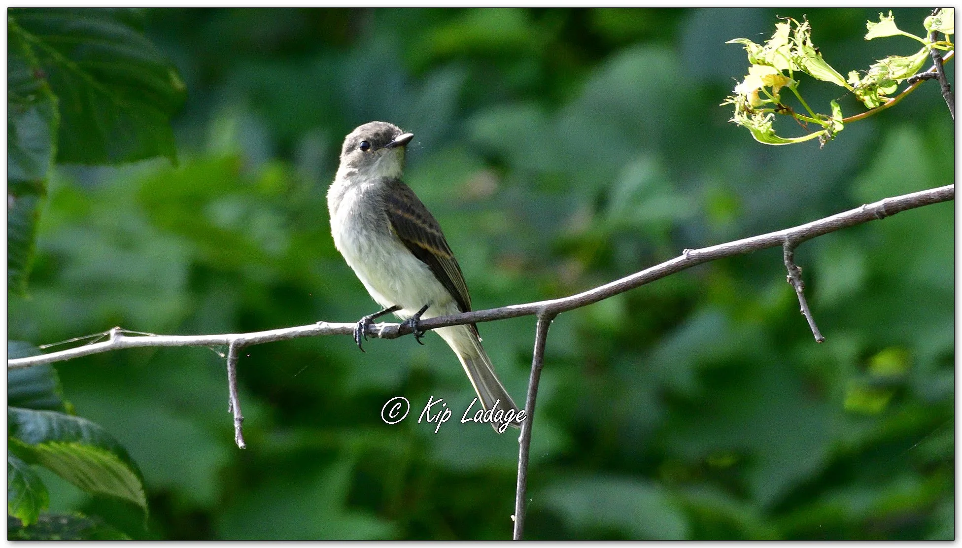 Eastern Wood Pewee - Image 1128886
