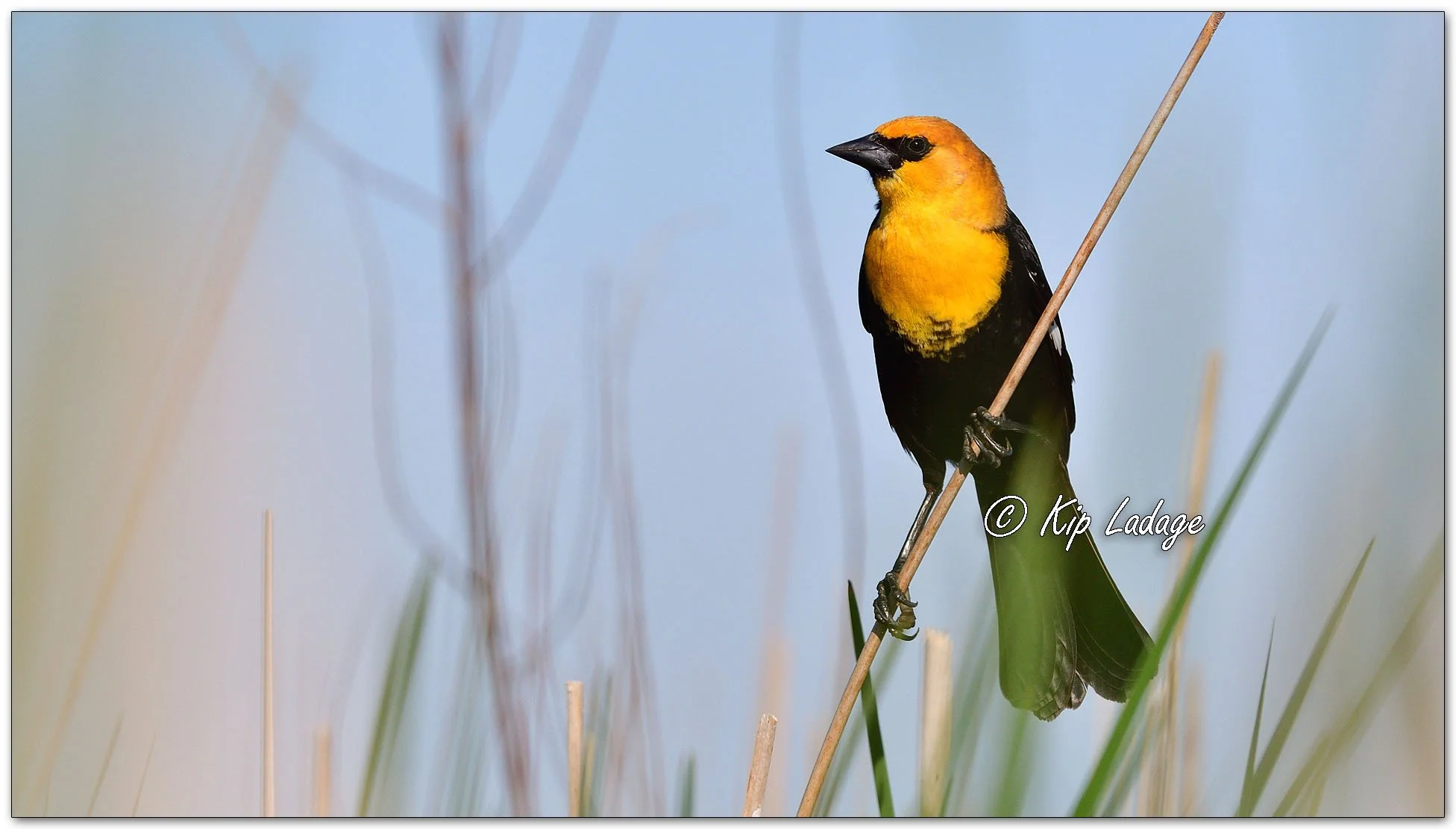 Male Yellow-headed Blackbird - Image 1094894