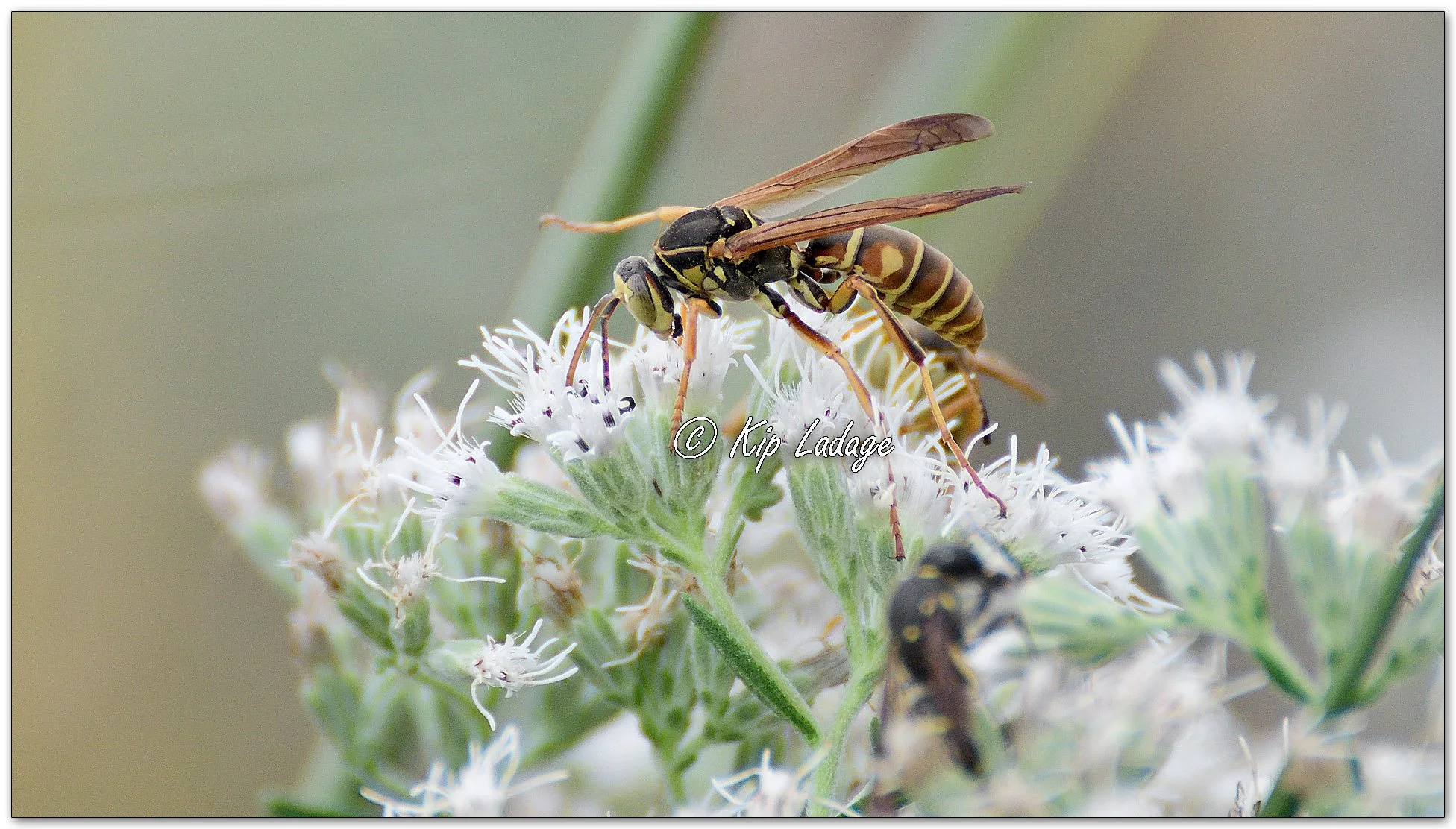 Northern Paper Wasps on Tall Boneset - Image 1152670