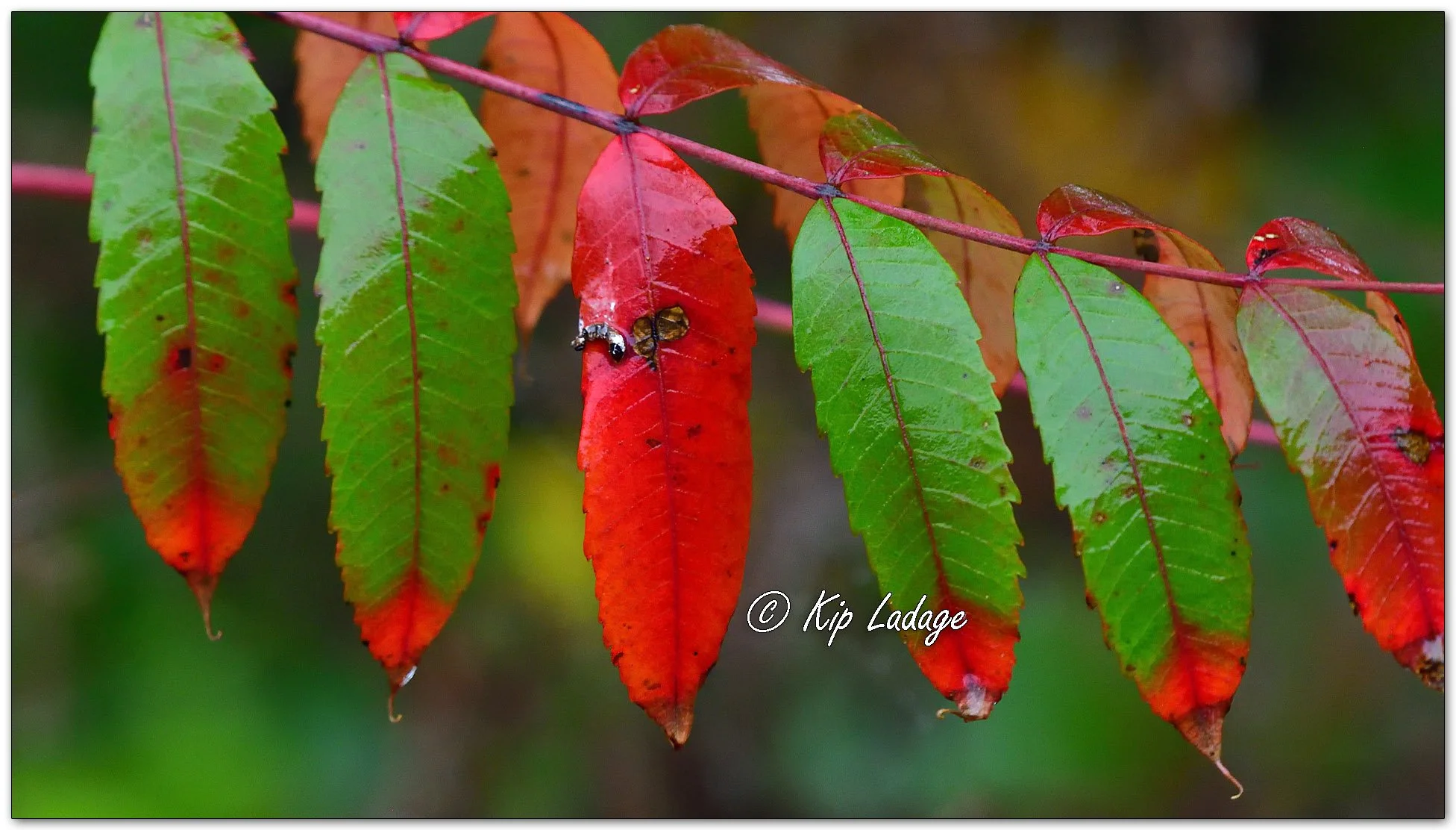 Smooth Sumac in Rain - Image 1163959