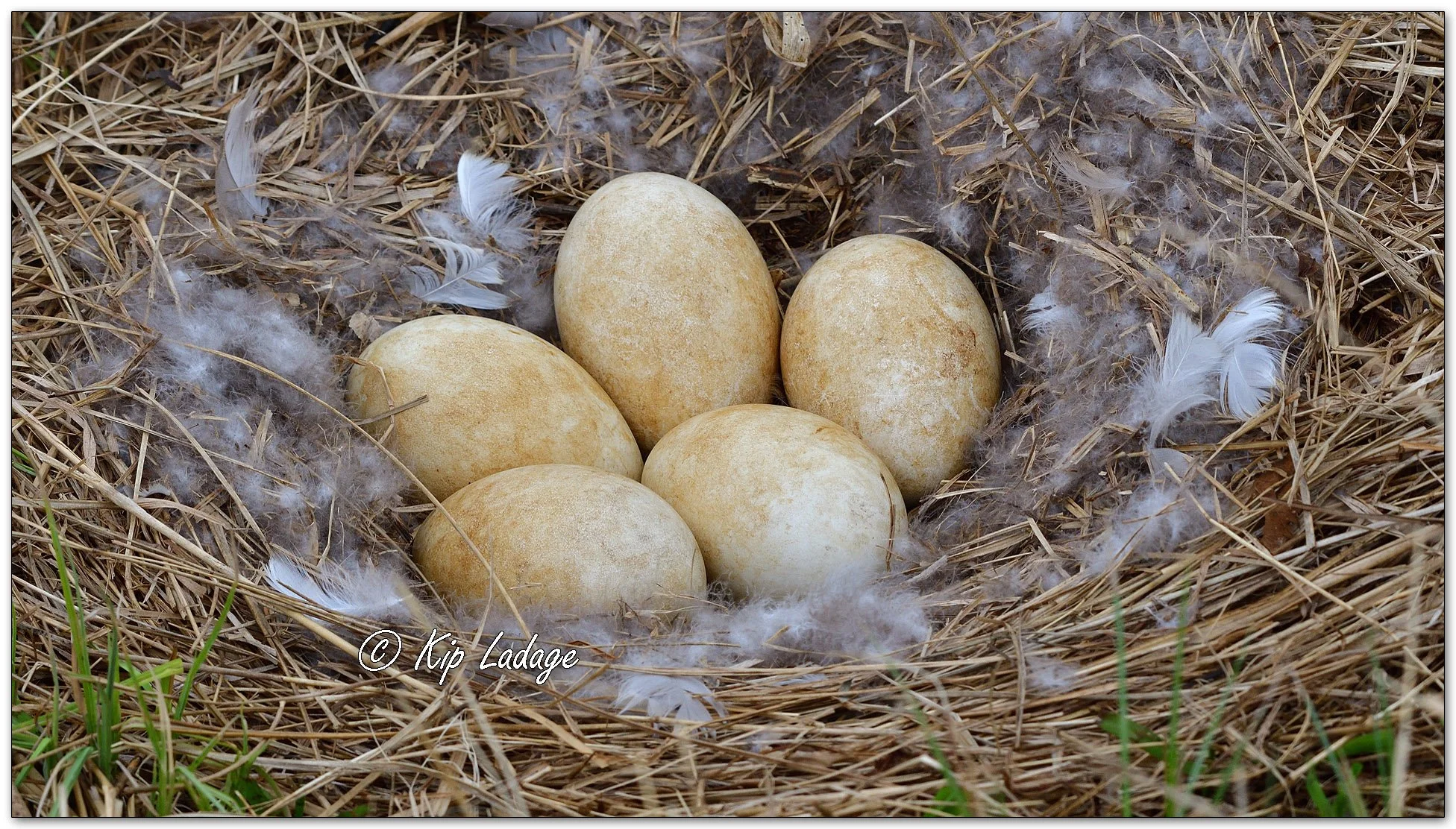 Canada Goose Nest With Eggs - Image 1086205
