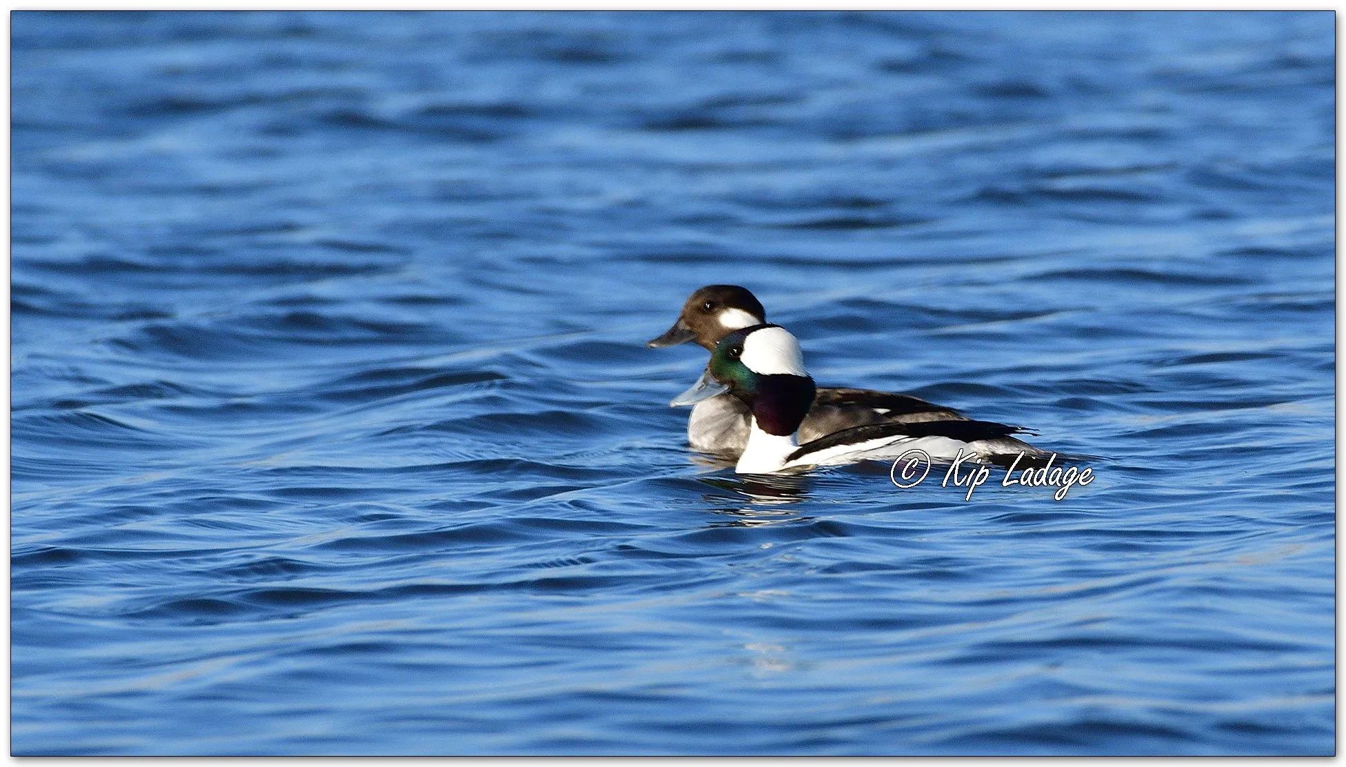 Buffleheads - Image 1070564