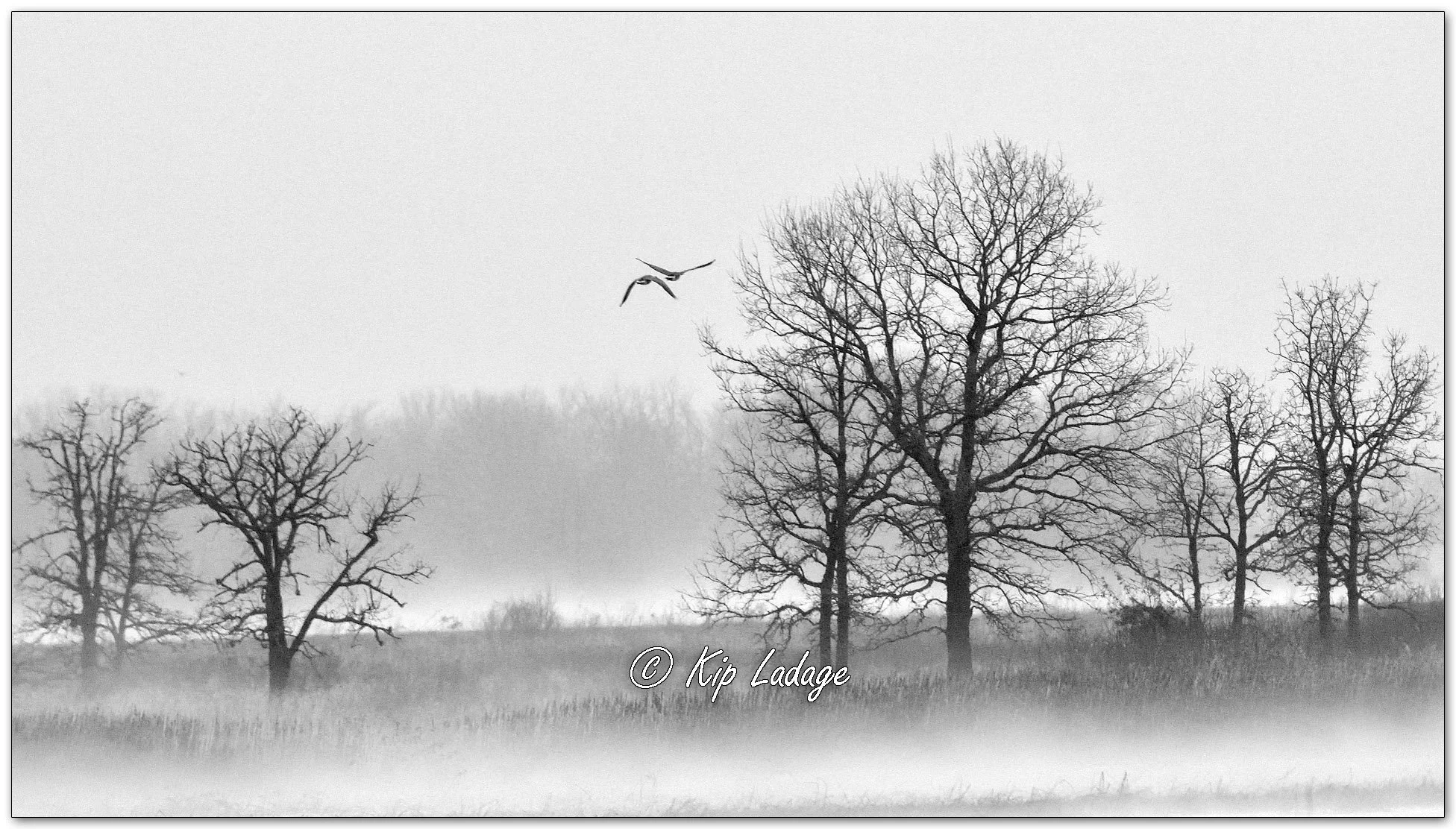 Fog at Sweet Marsh - image 1068673mono
