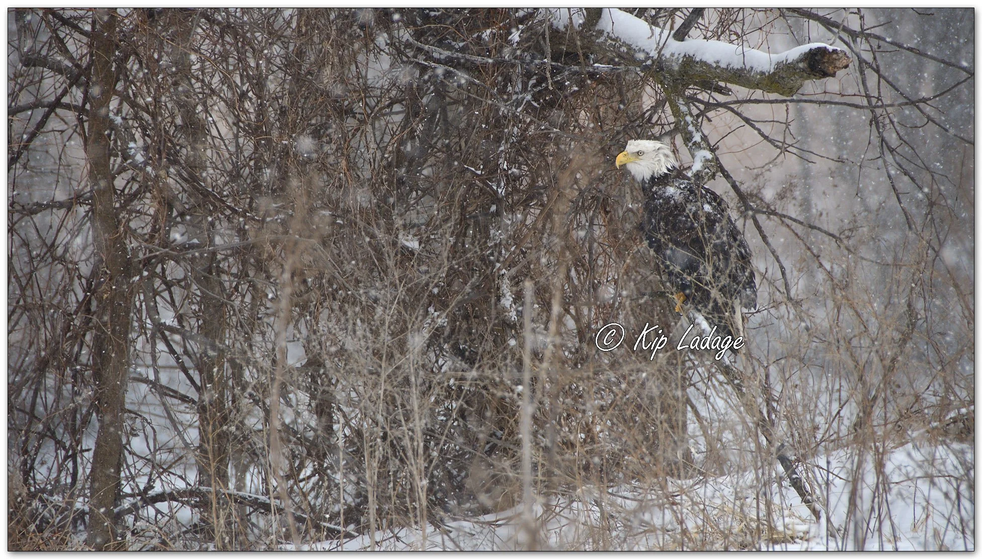 Injured Bald Eagle - Image 1057775