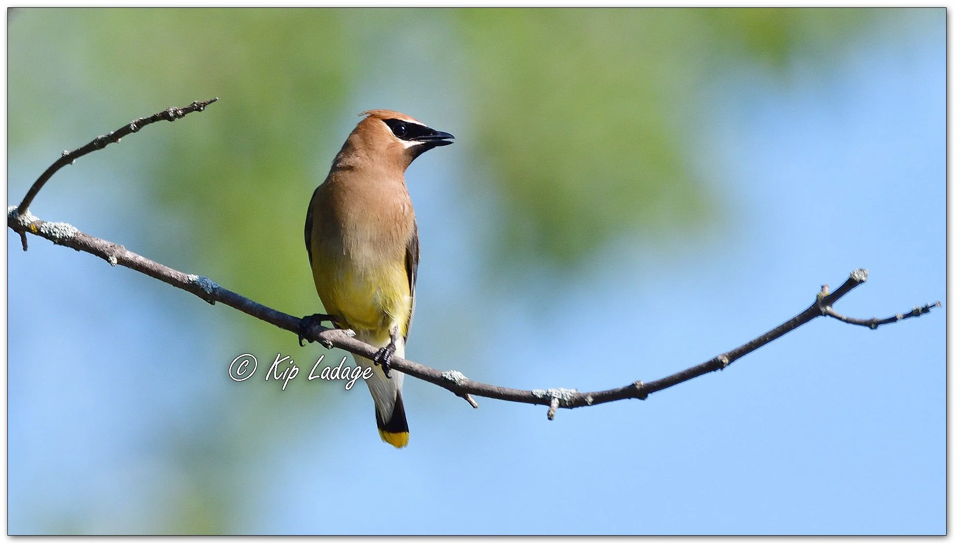 Cedar Waxwing - Image 1138693