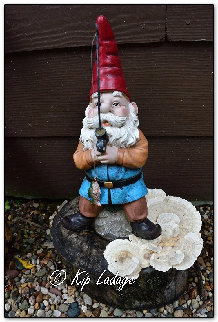 Gnome with White-maze Polypore Fungi - Image 1142450