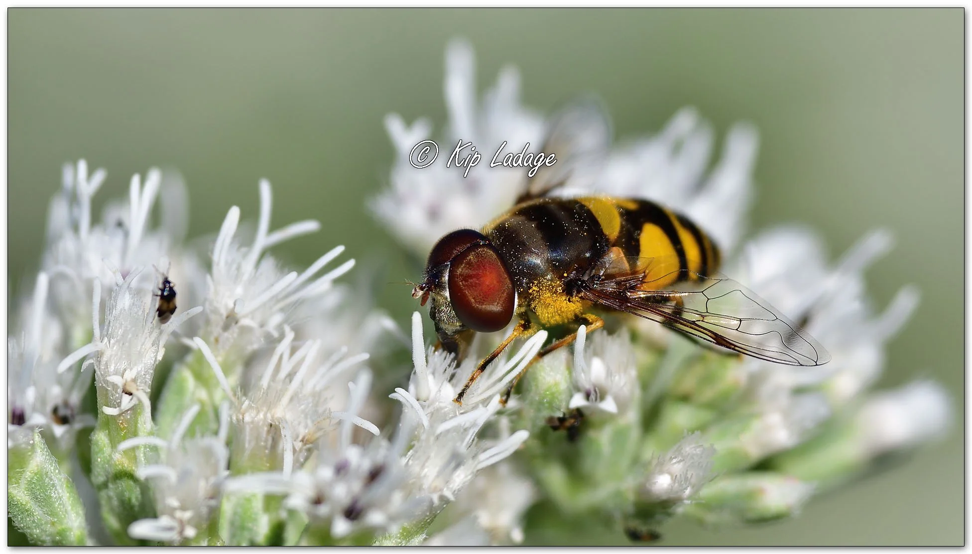 Transverse Flower Fly on Late Boneset - Image 1144844