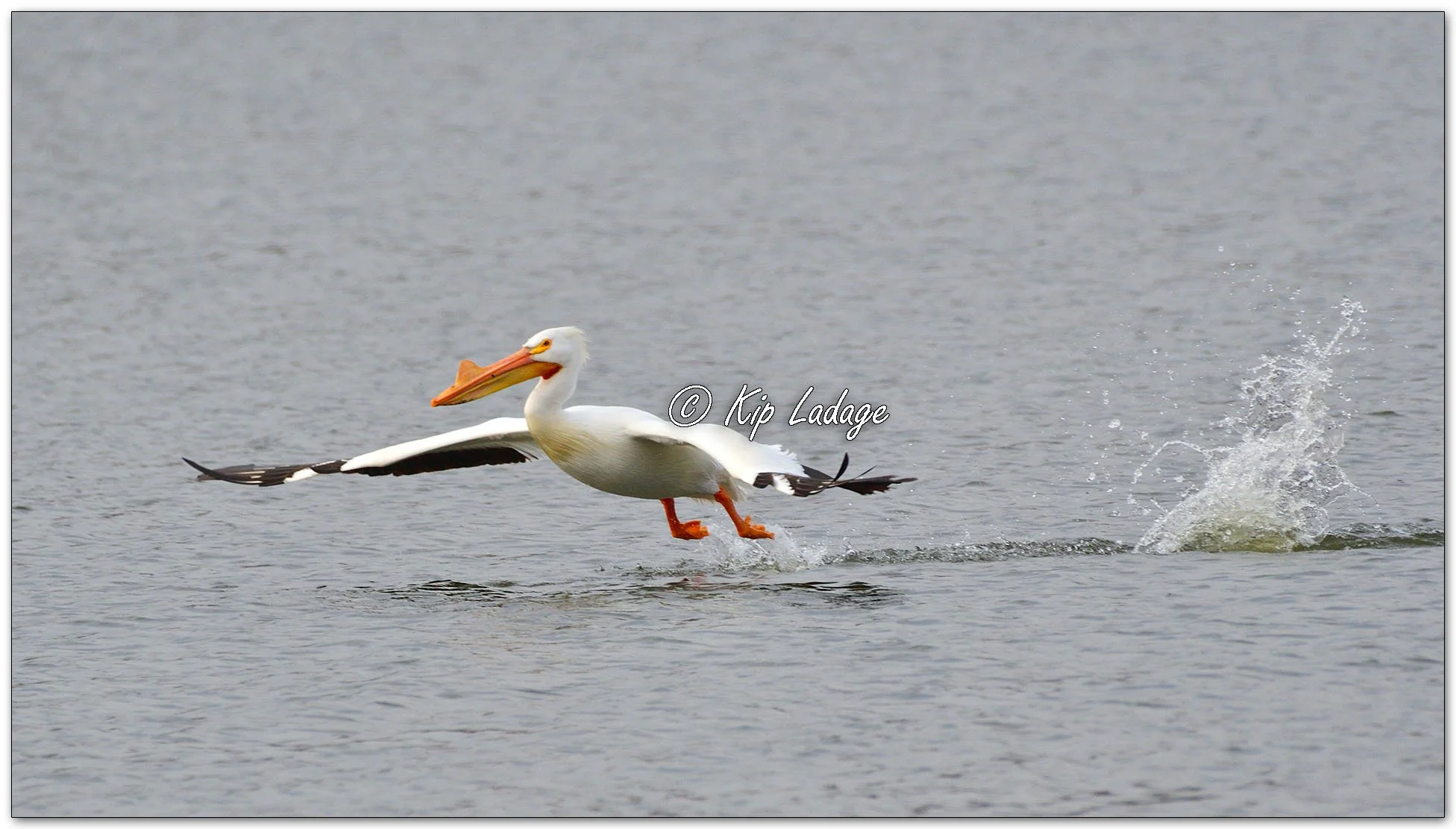American White Pelican - Image 1081587