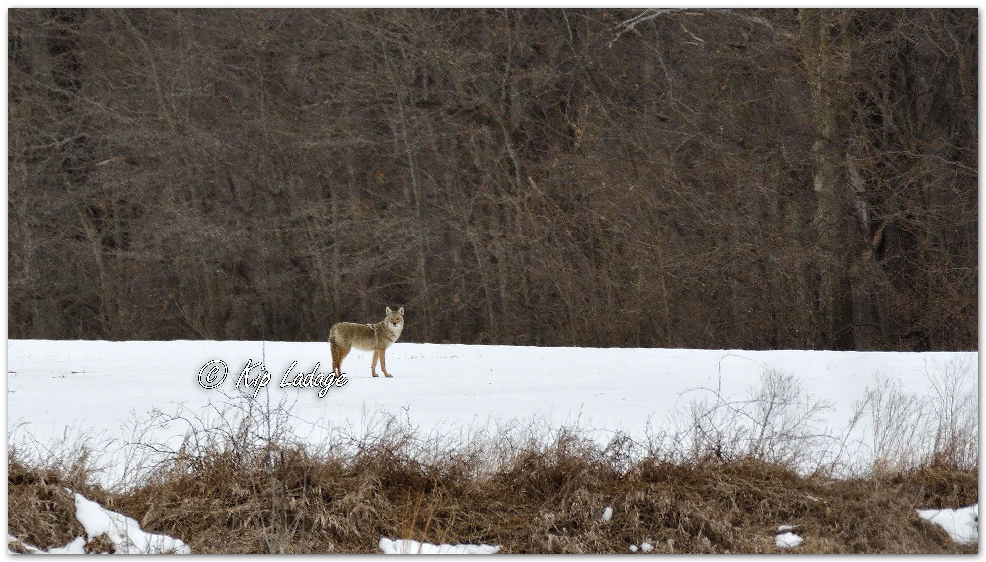 Coyote in Field - Image 1066552