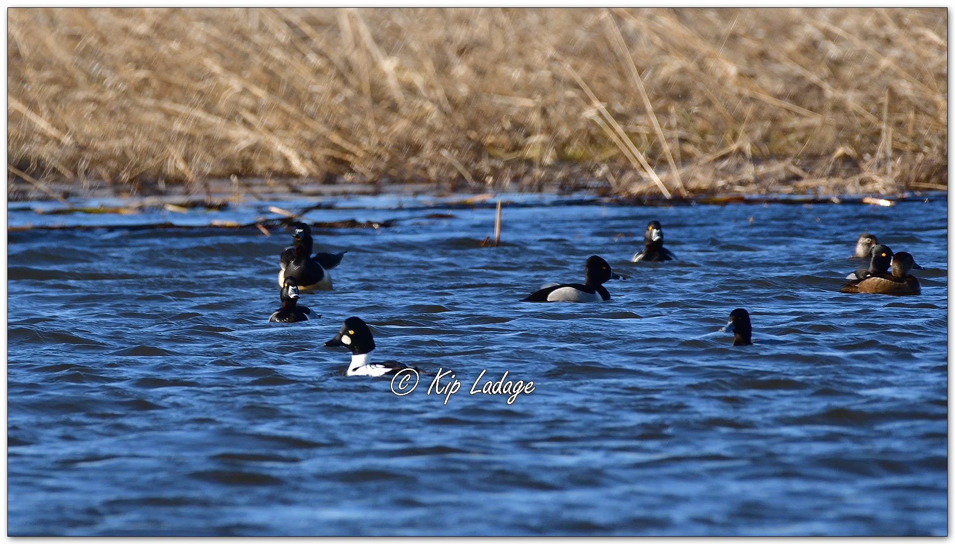 Common Goldeneye and Ring-necked Ducks - image 1070679