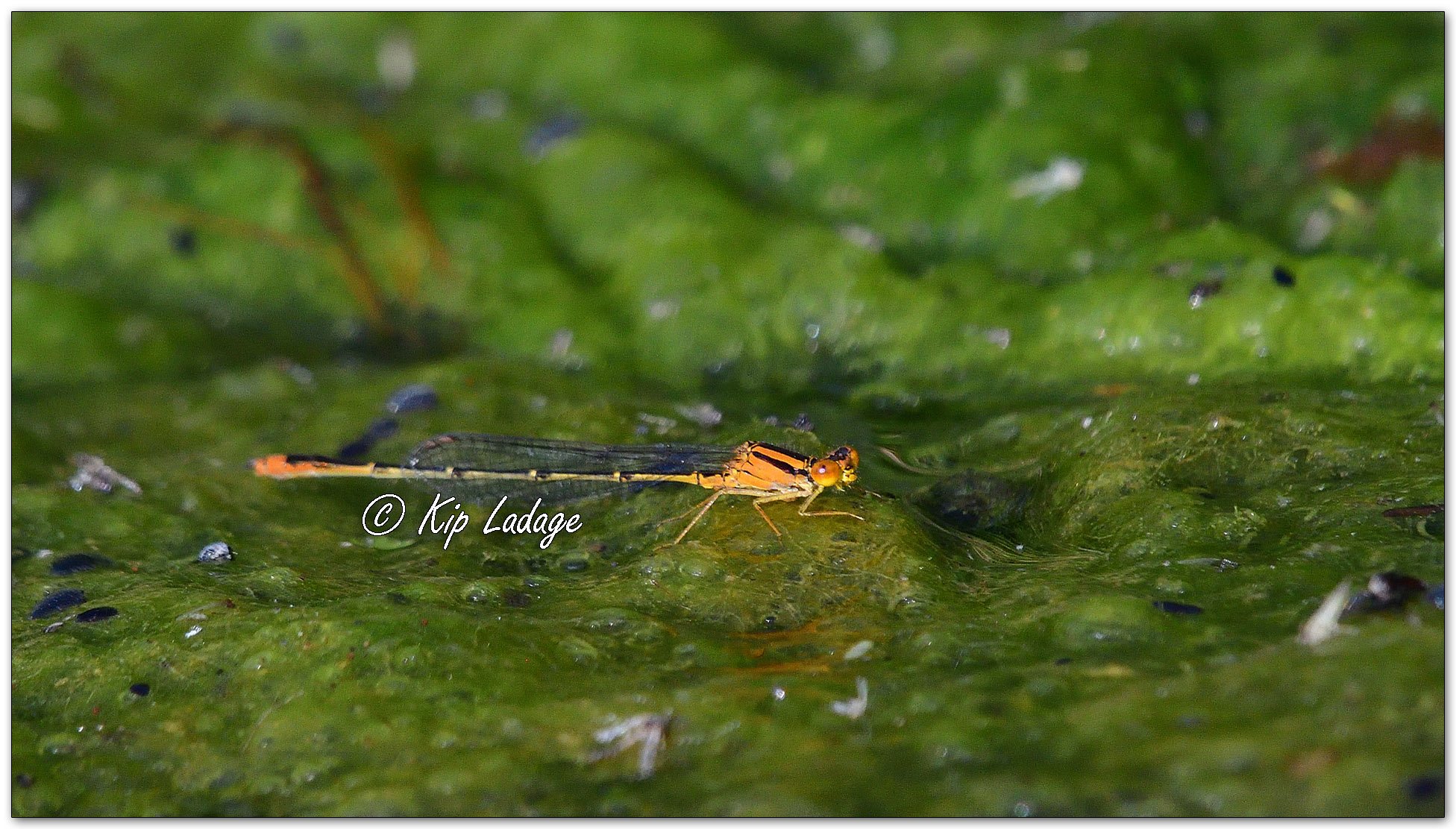 Lilypad Forktail Damselfly - Image 1105524