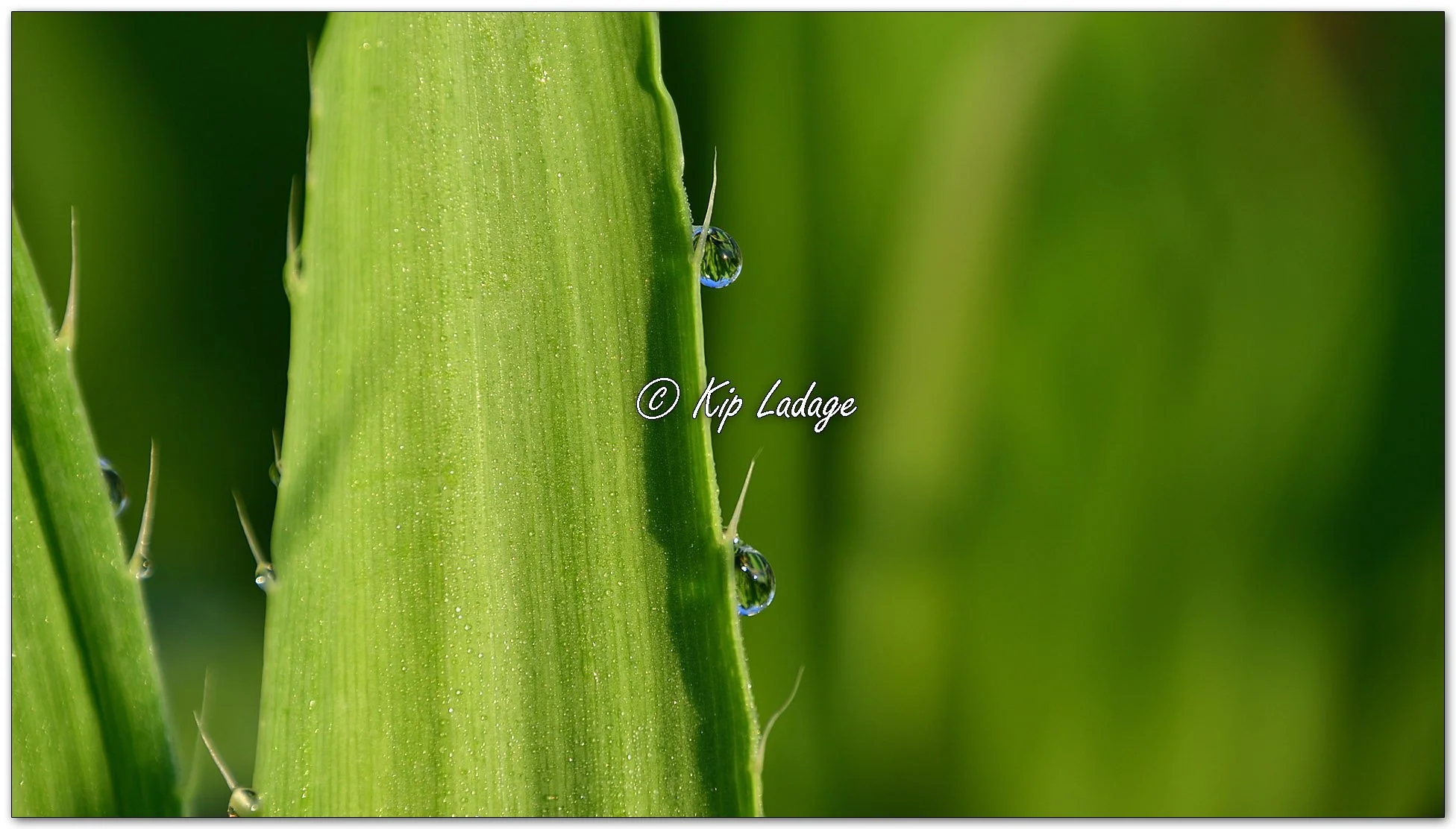Dew Drops on Rattlesnake Master - Image 1099449